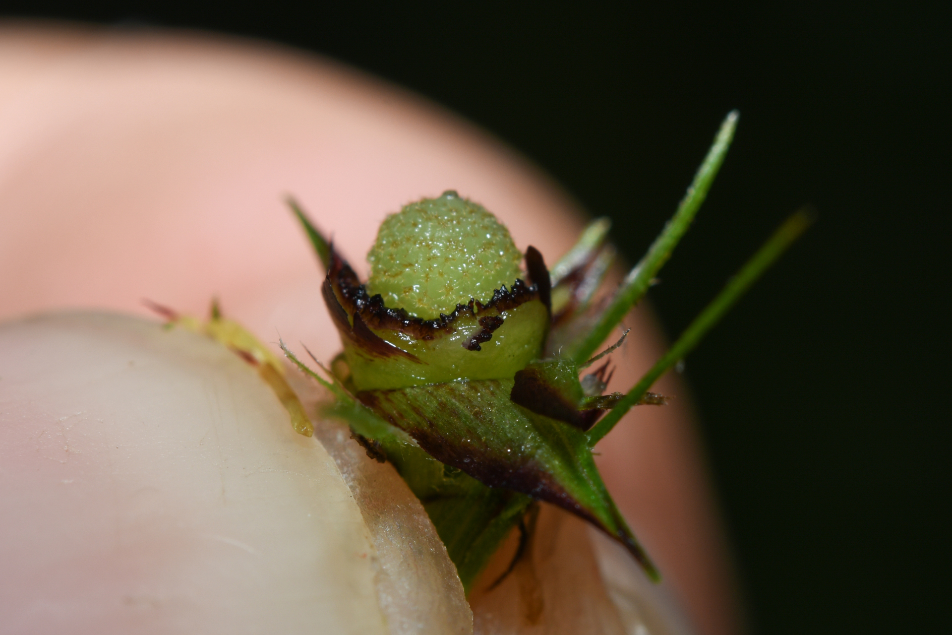 Scleria bracteata Cav. - Photo Bivouac Naturaliste