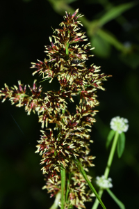 Scleria bracteata Cav.