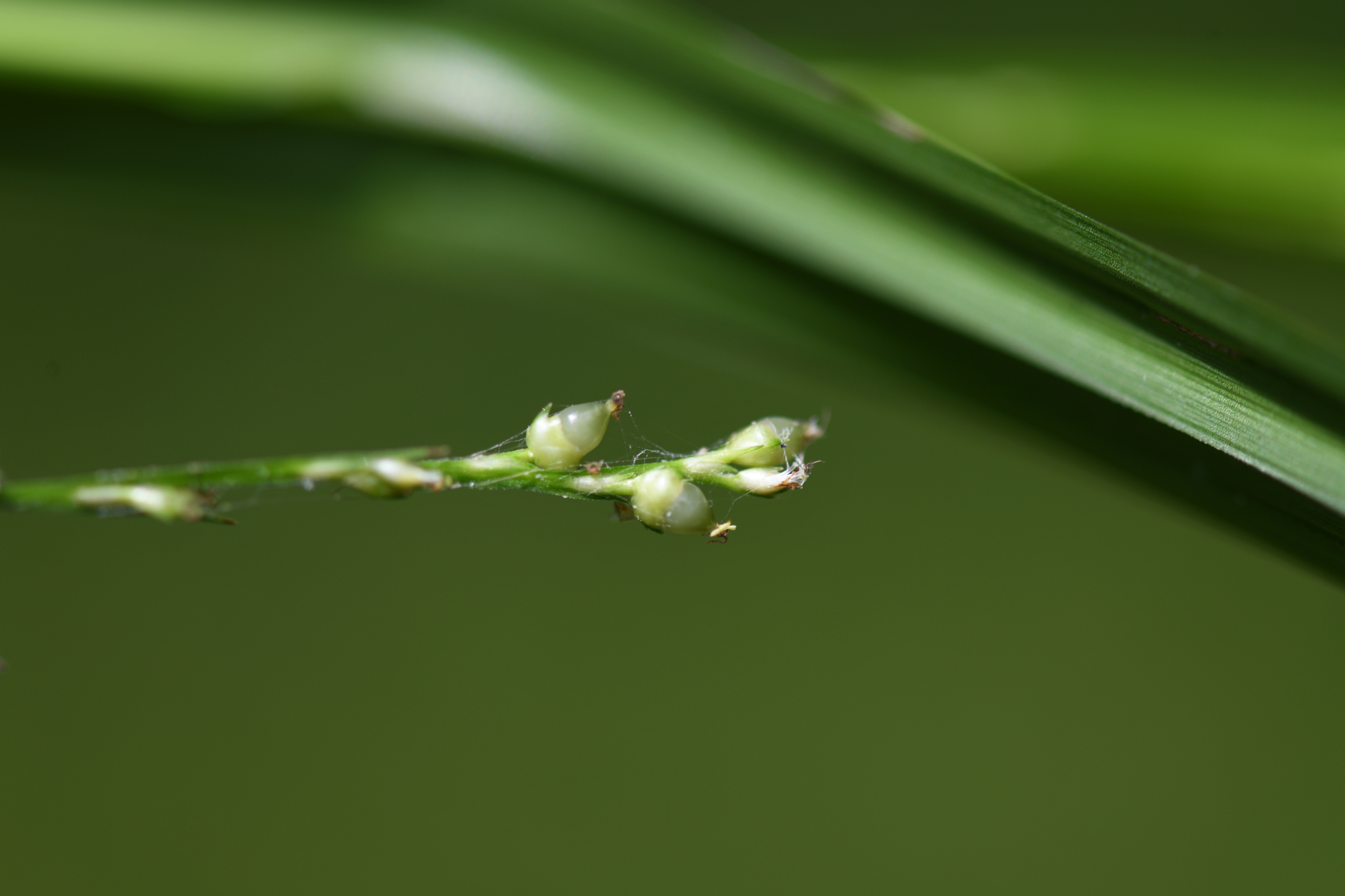 Scleria eggersiana Boeckeler - Photo Bivouac Naturaliste