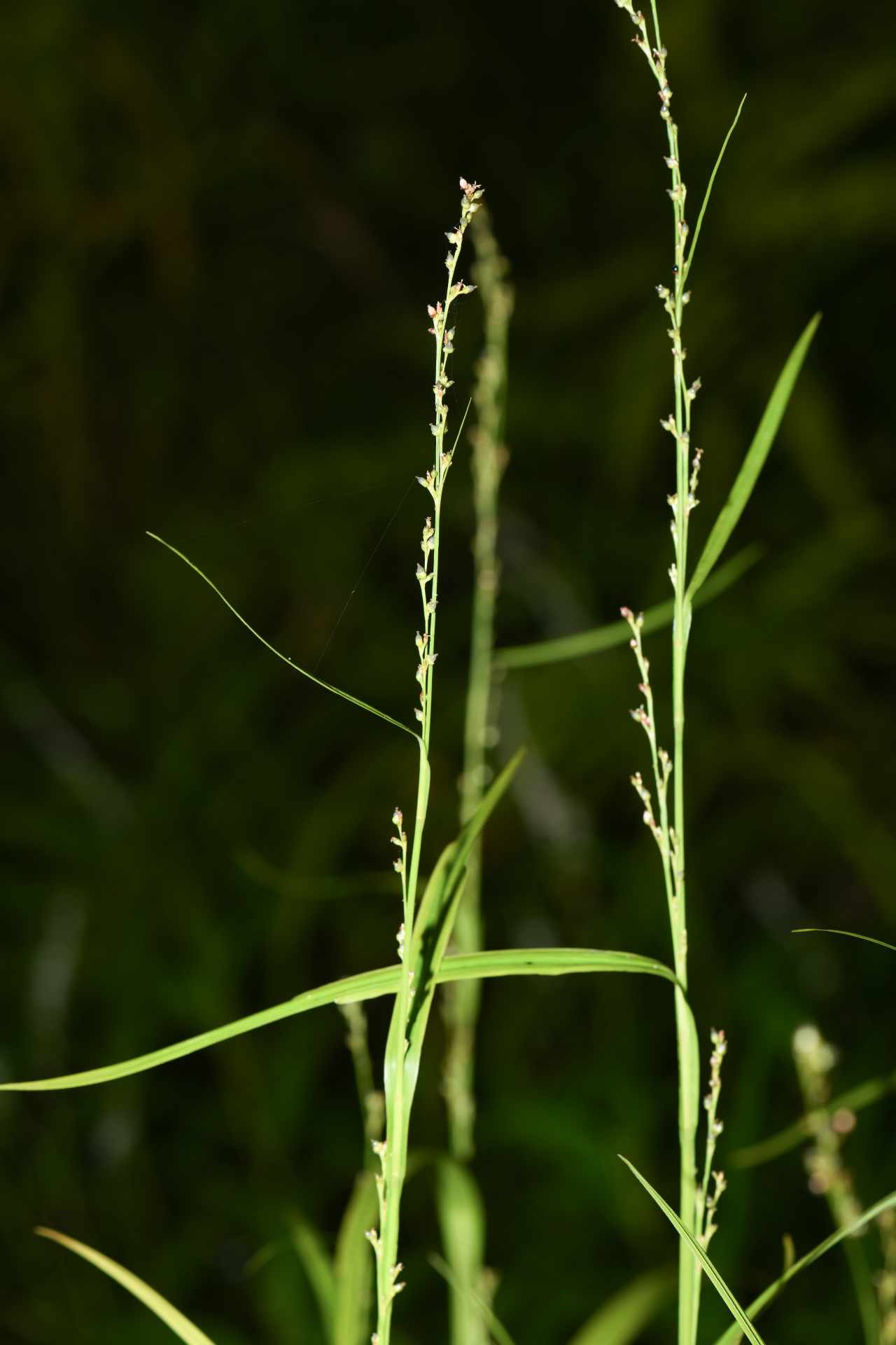 Scleria eggersiana Boeckeler - Photo Bivouac Naturaliste