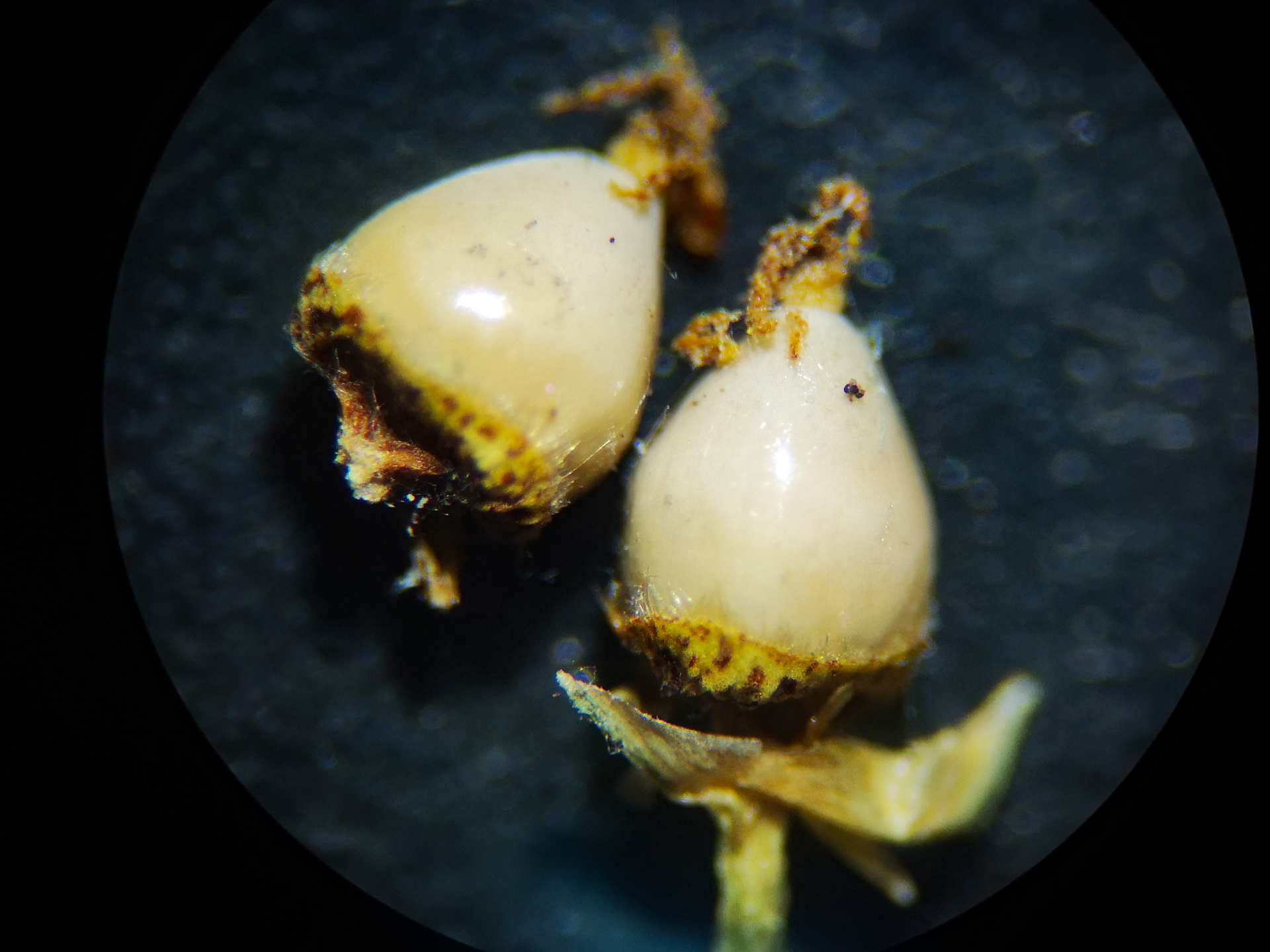 Scleria eggersiana Boeckeler - Photo Bivouac Naturaliste