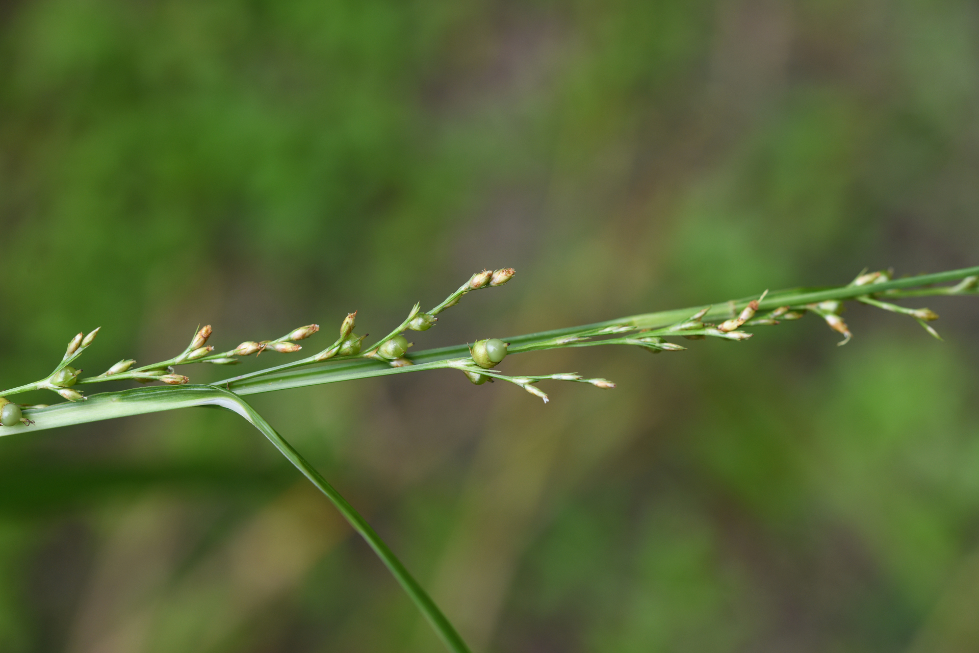 Scleria eggersiana Boeckeler - Photo Bivouac Naturaliste