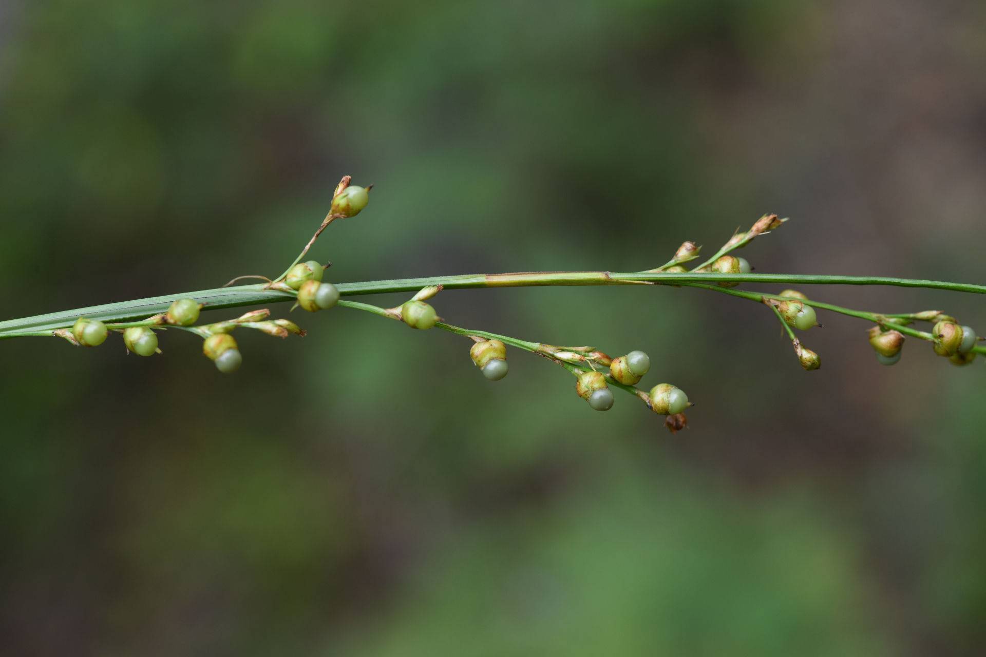 Scleria eggersiana Boeckeler - Photo Bivouac Naturaliste