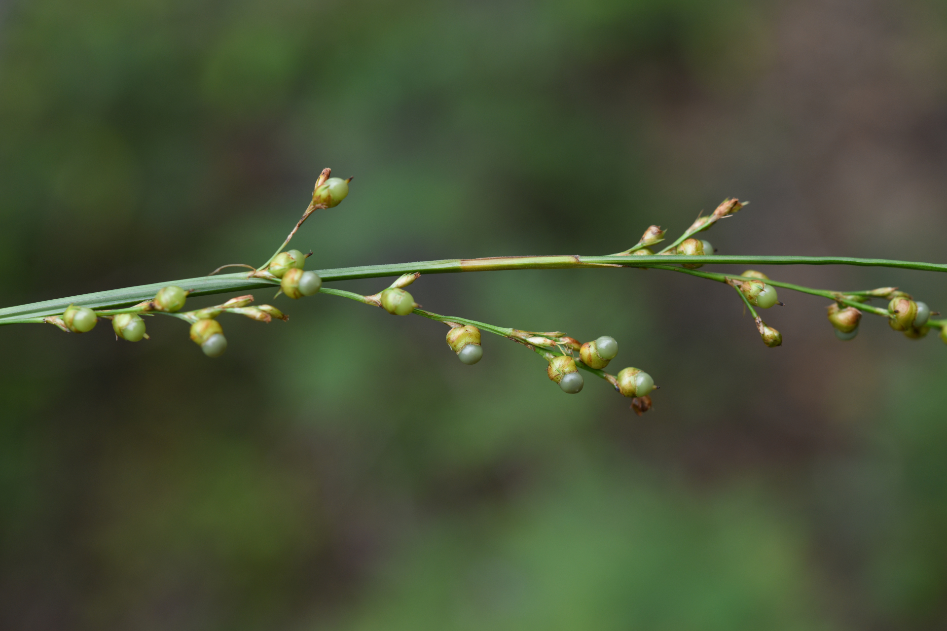 Scleria eggersiana Boeckeler - Photo Bivouac Naturaliste
