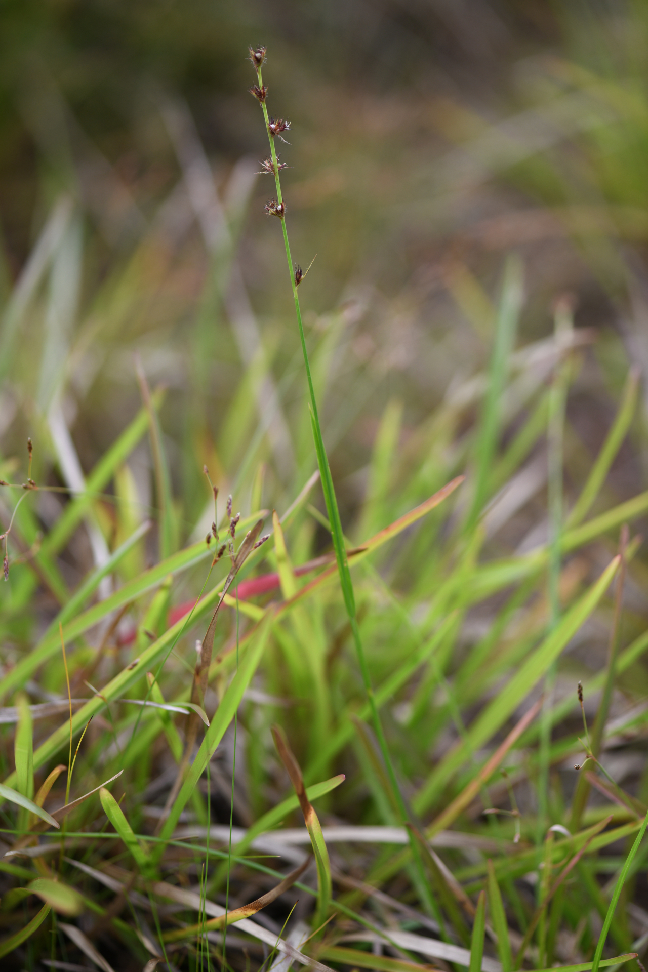 Scleria interrupta Rich. - Photo Bivouac Naturaliste