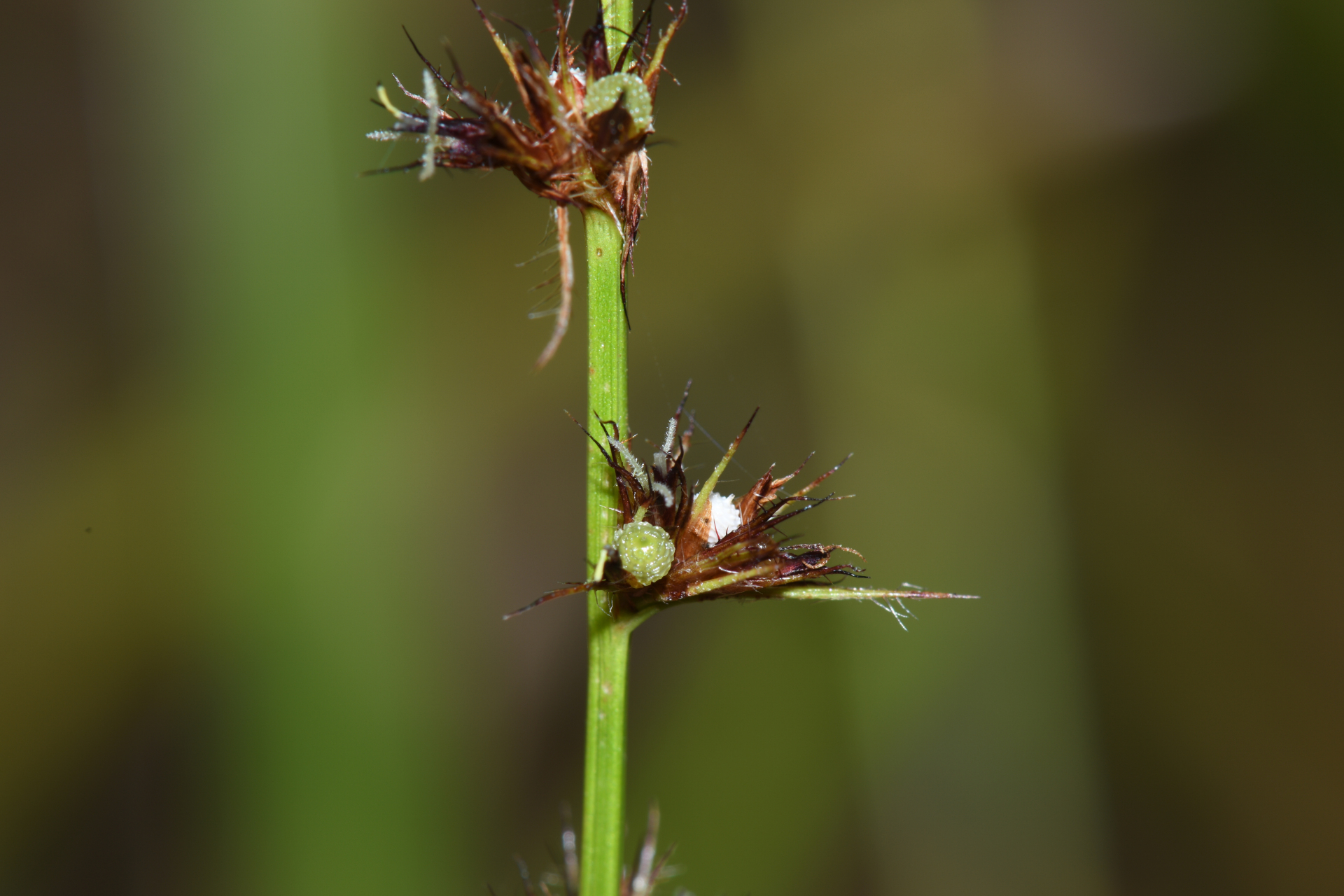 Scleria interrupta Rich. - Photo Bivouac Naturaliste
