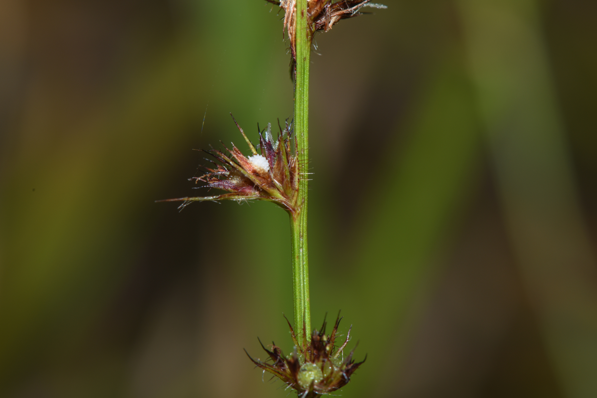 Scleria interrupta Rich. - Photo Bivouac Naturaliste