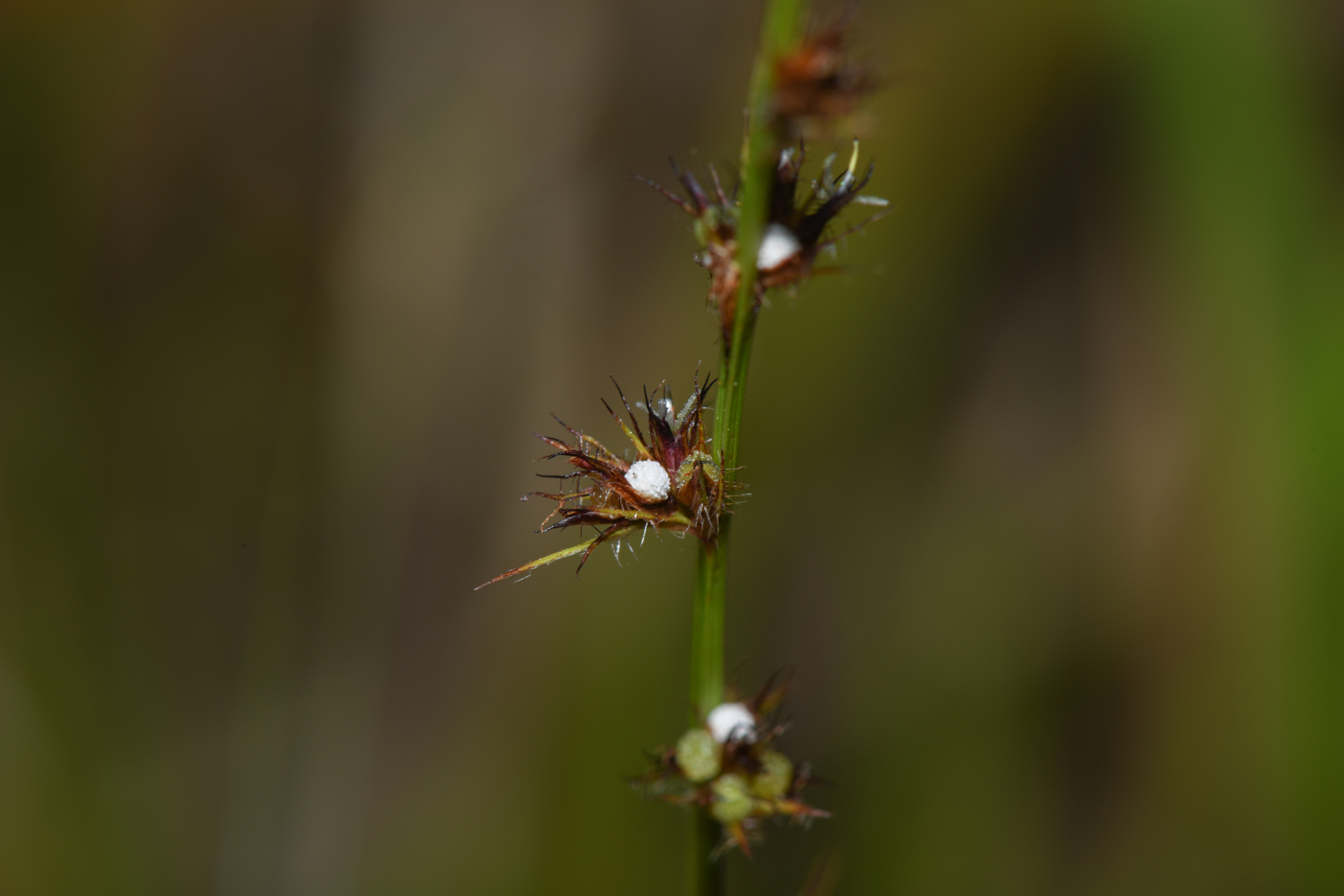 Scleria interrupta Rich. - Photo Bivouac Naturaliste