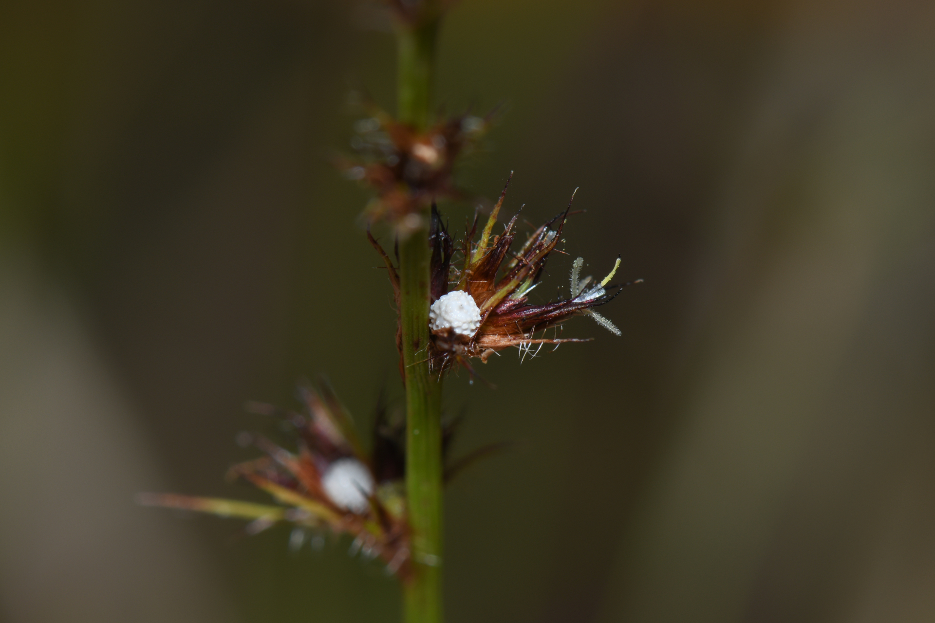 Scleria interrupta Rich. - Photo Bivouac Naturaliste