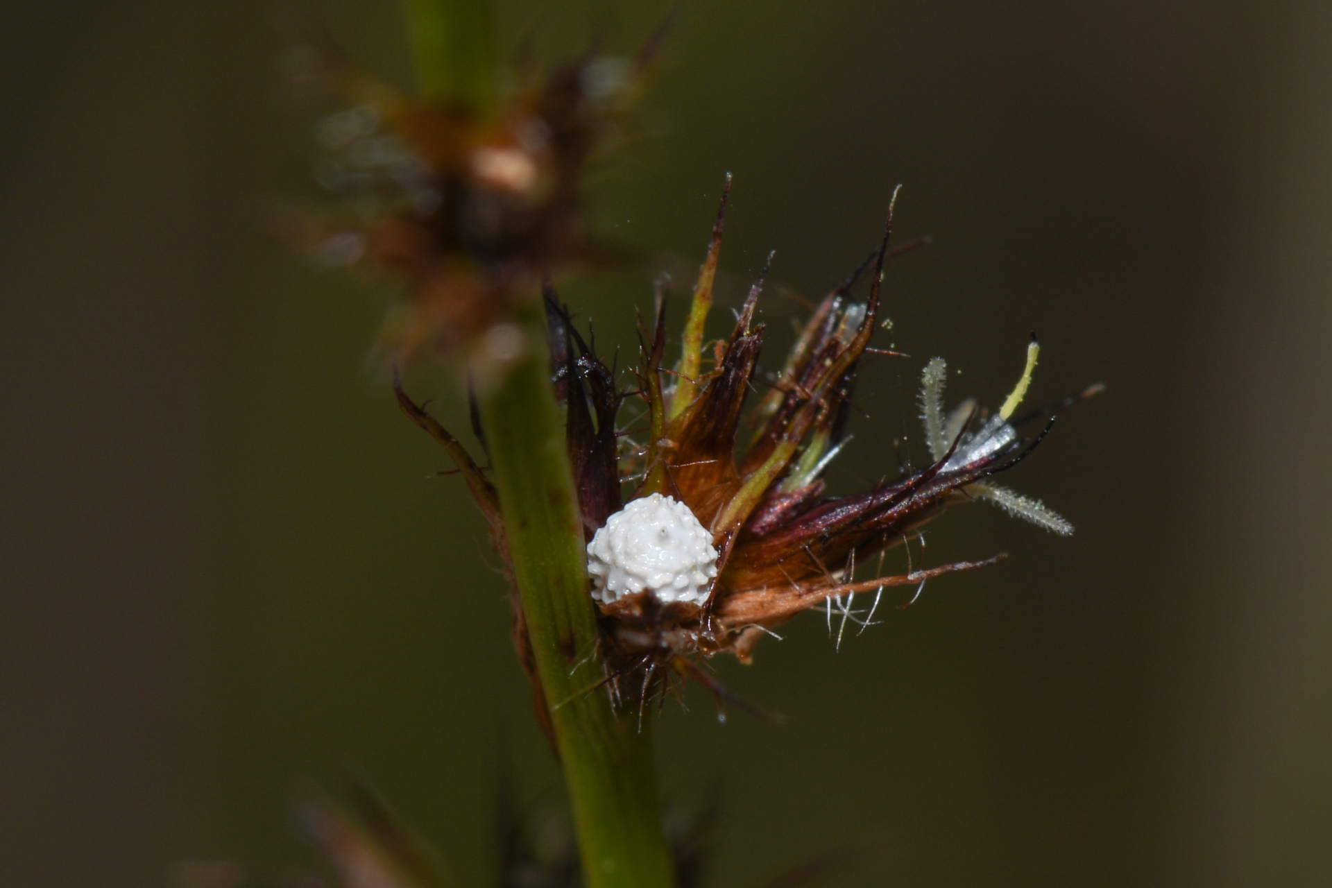 Scleria interrupta Rich. - Photo Bivouac Naturaliste