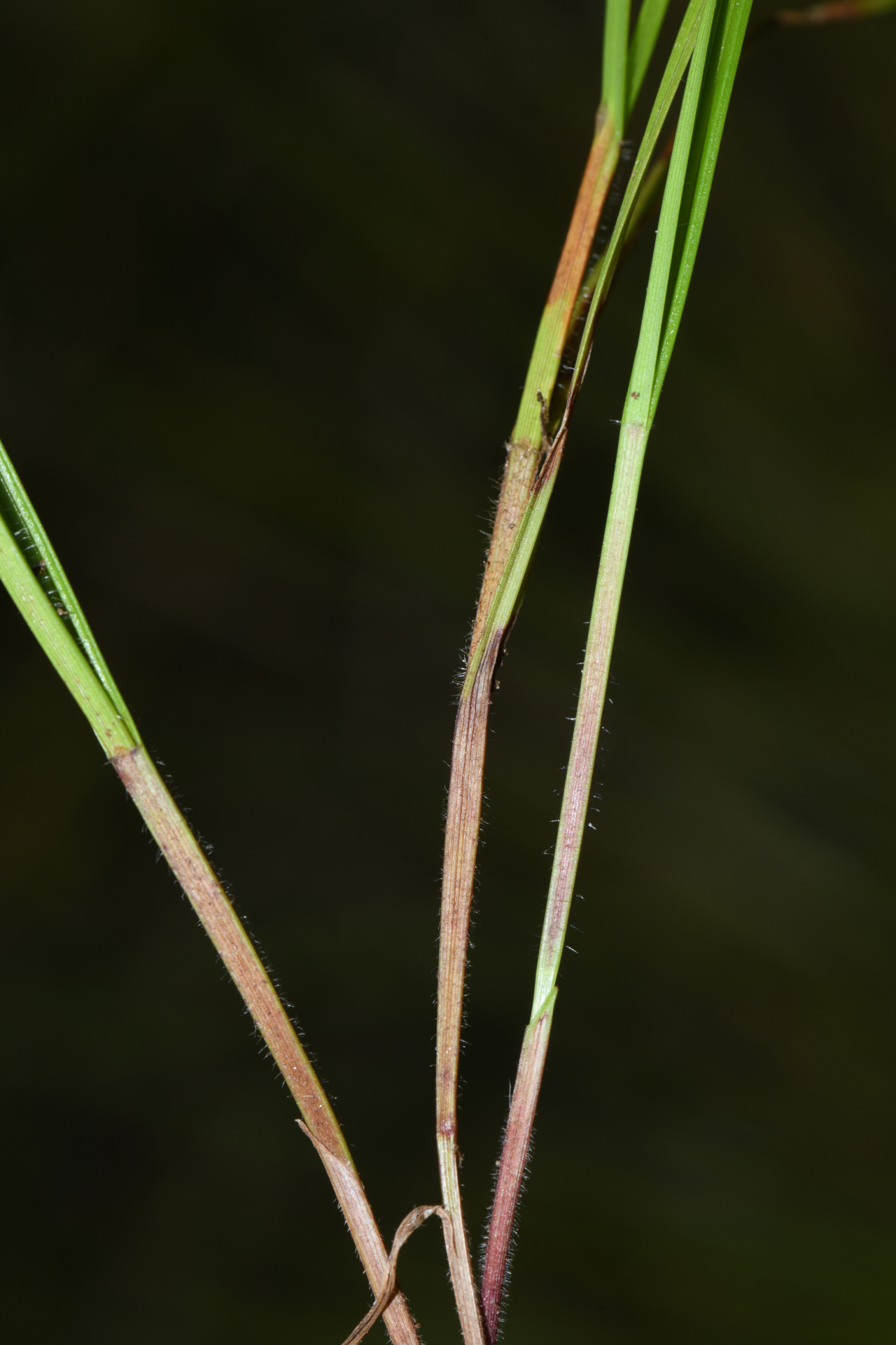 Scleria interrupta Rich. - Photo Bivouac Naturaliste