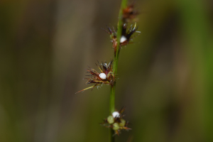Scleria interrupta Rich.