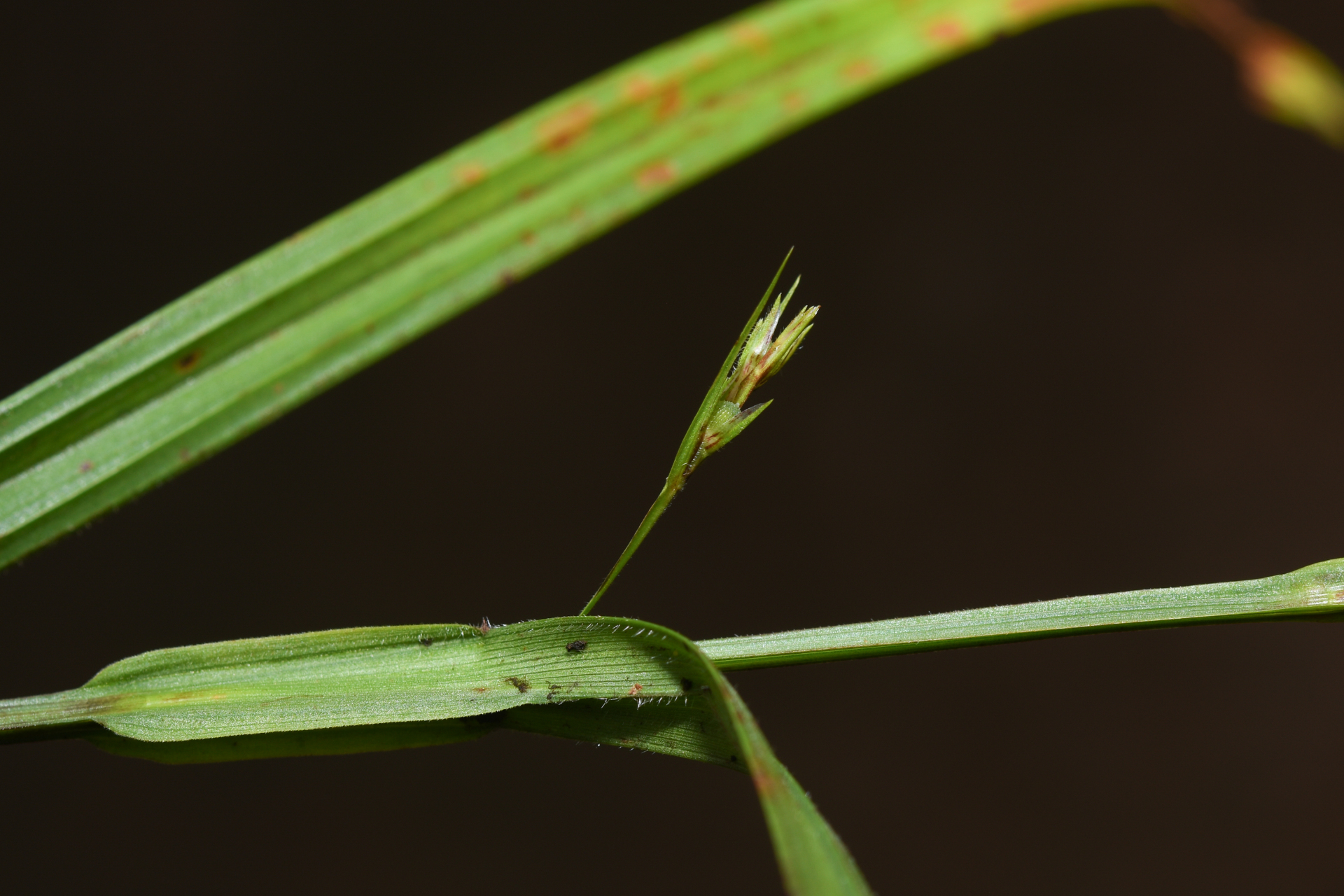 Scleria staheliana Uittien - Photo Bivouac Naturaliste