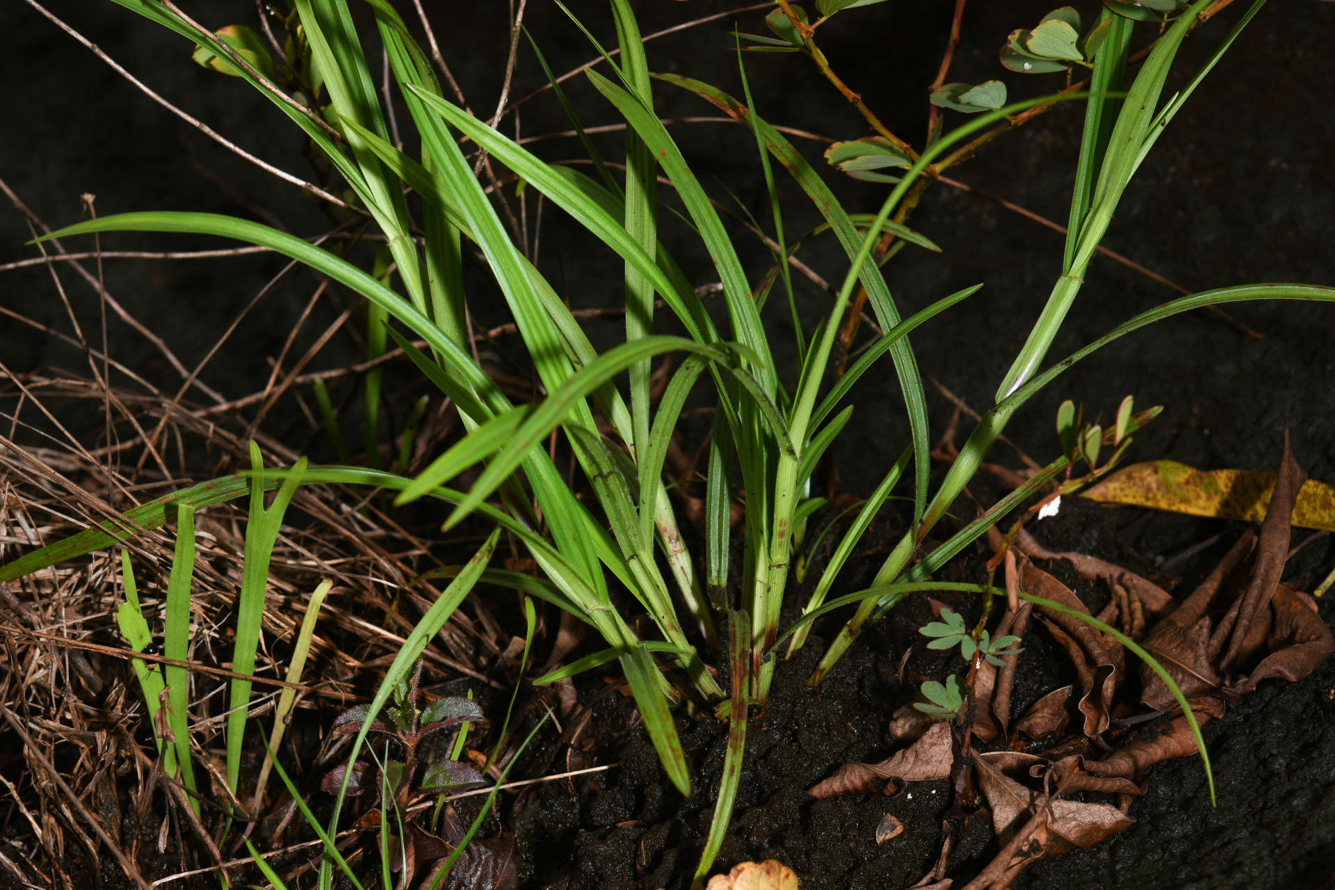 Scleria staheliana Uittien - Photo Bivouac Naturaliste
