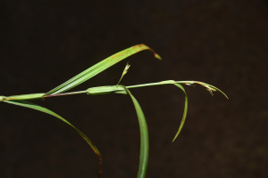 Scleria staheliana Uittien