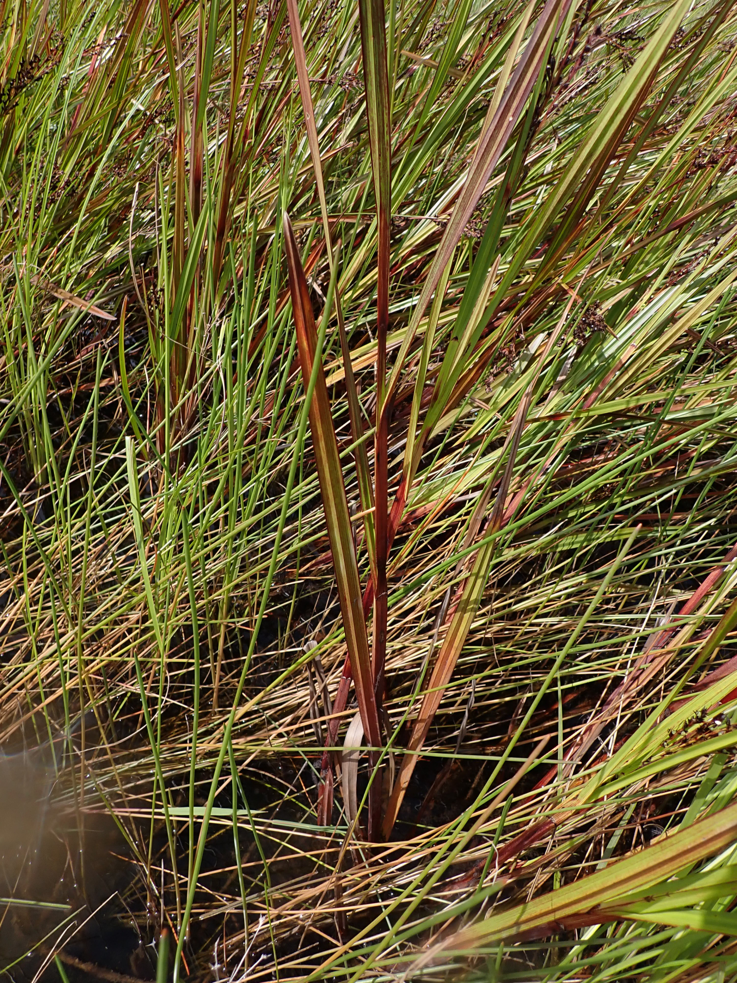 Scleria lacustris C.Wright - Photo Bivouac Naturaliste