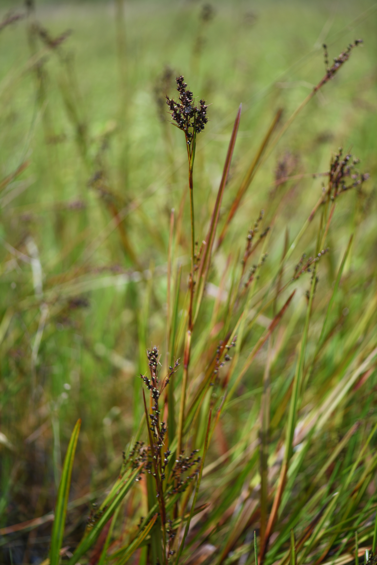 Scleria lacustris C.Wright - Photo Bivouac Naturaliste