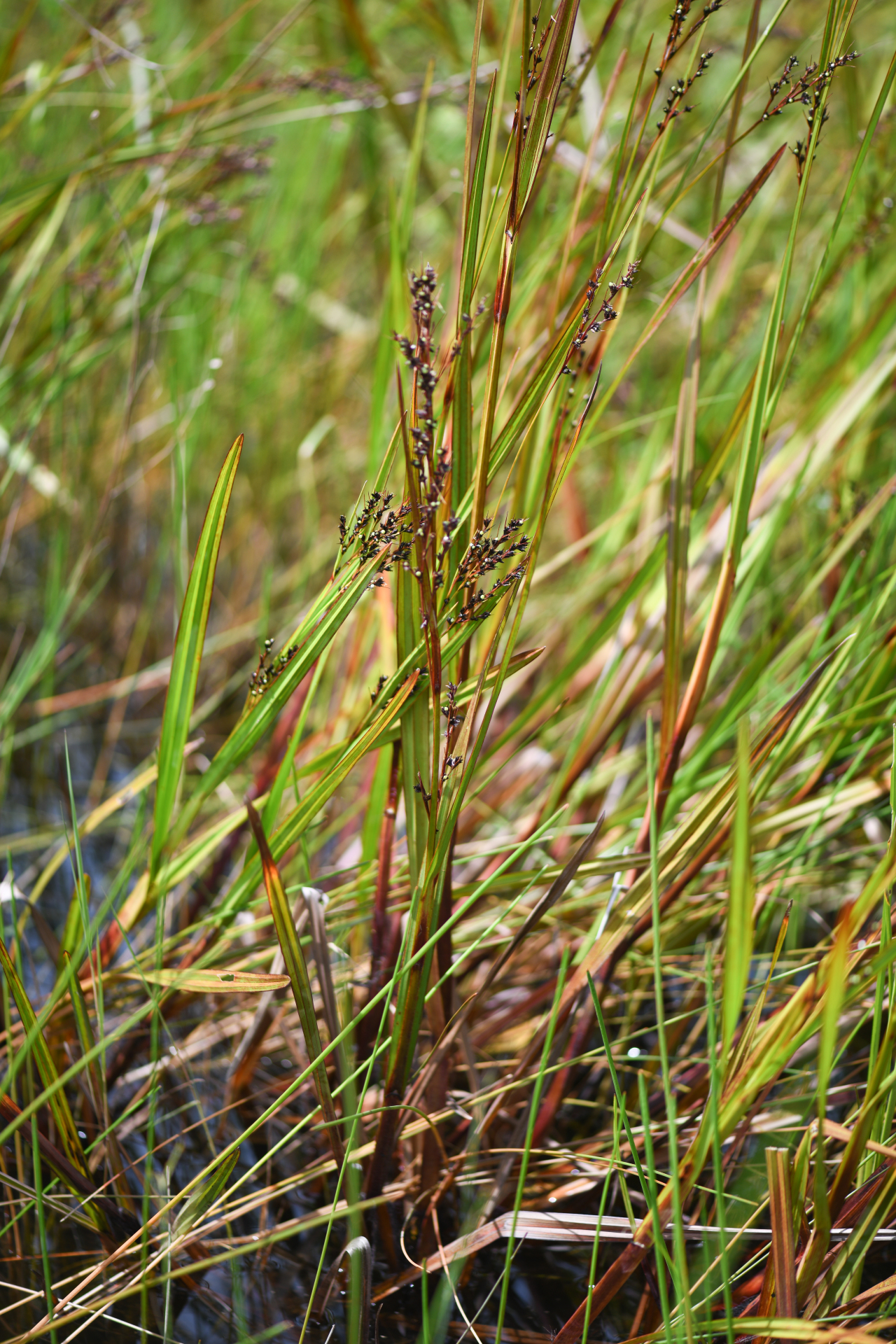 Scleria lacustris C.Wright - Photo Bivouac Naturaliste