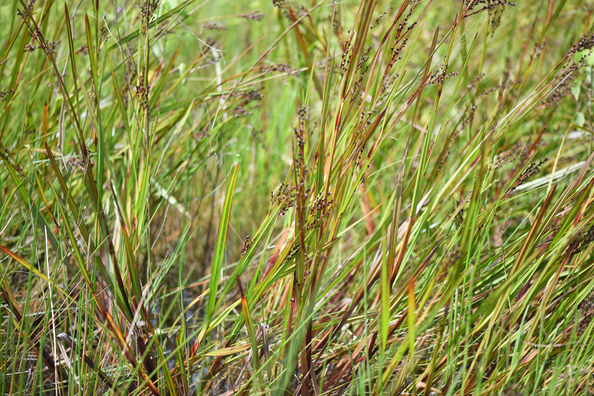 Scleria lacustris C.Wright - Photo Bivouac Naturaliste