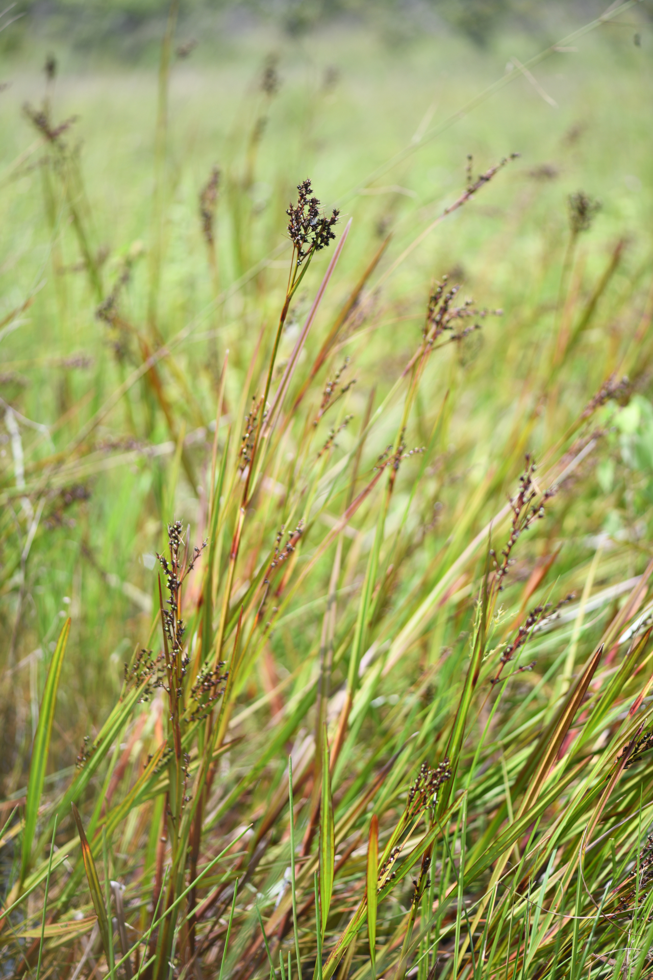 Scleria lacustris C.Wright - Photo Bivouac Naturaliste