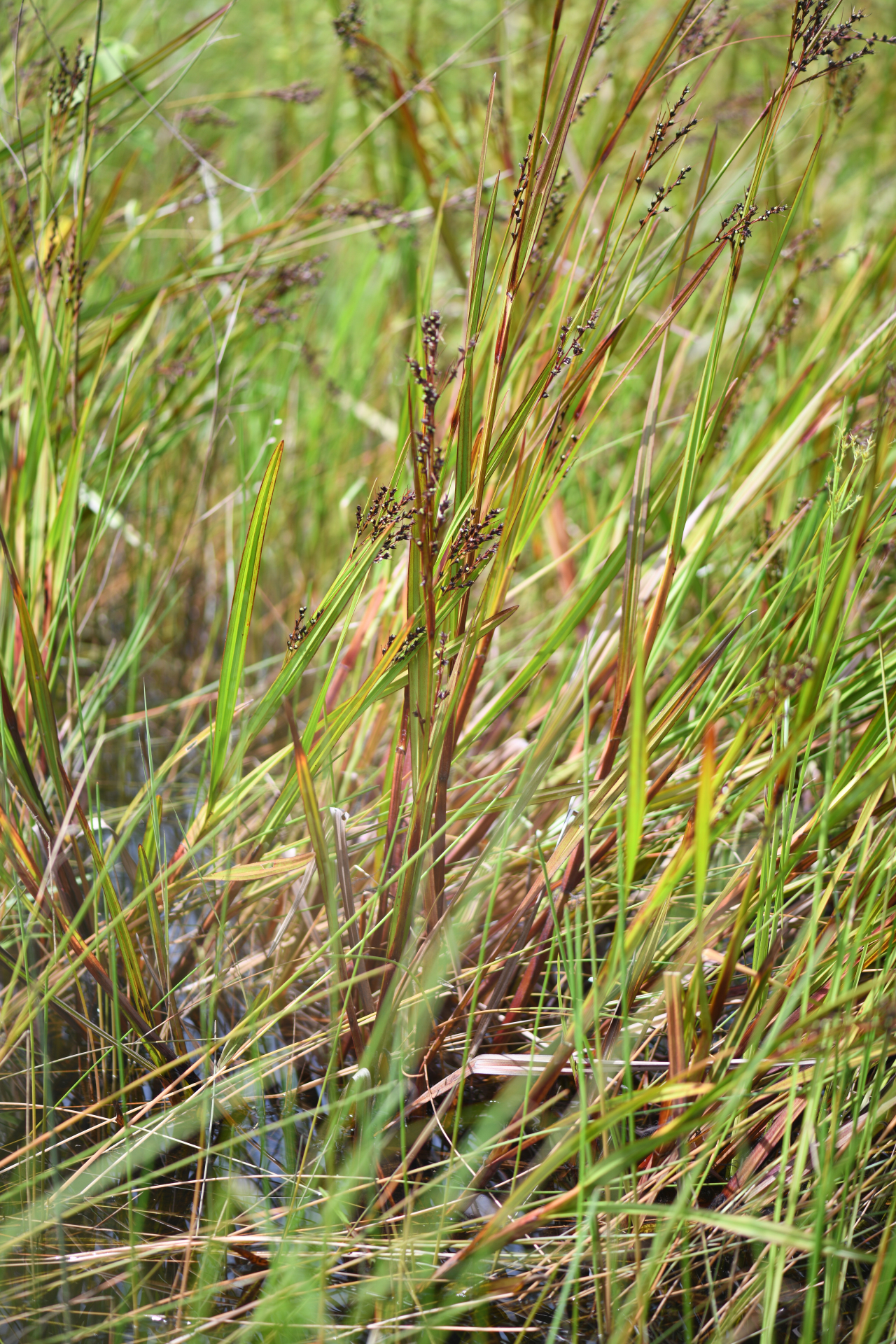 Scleria lacustris C.Wright - Photo Bivouac Naturaliste