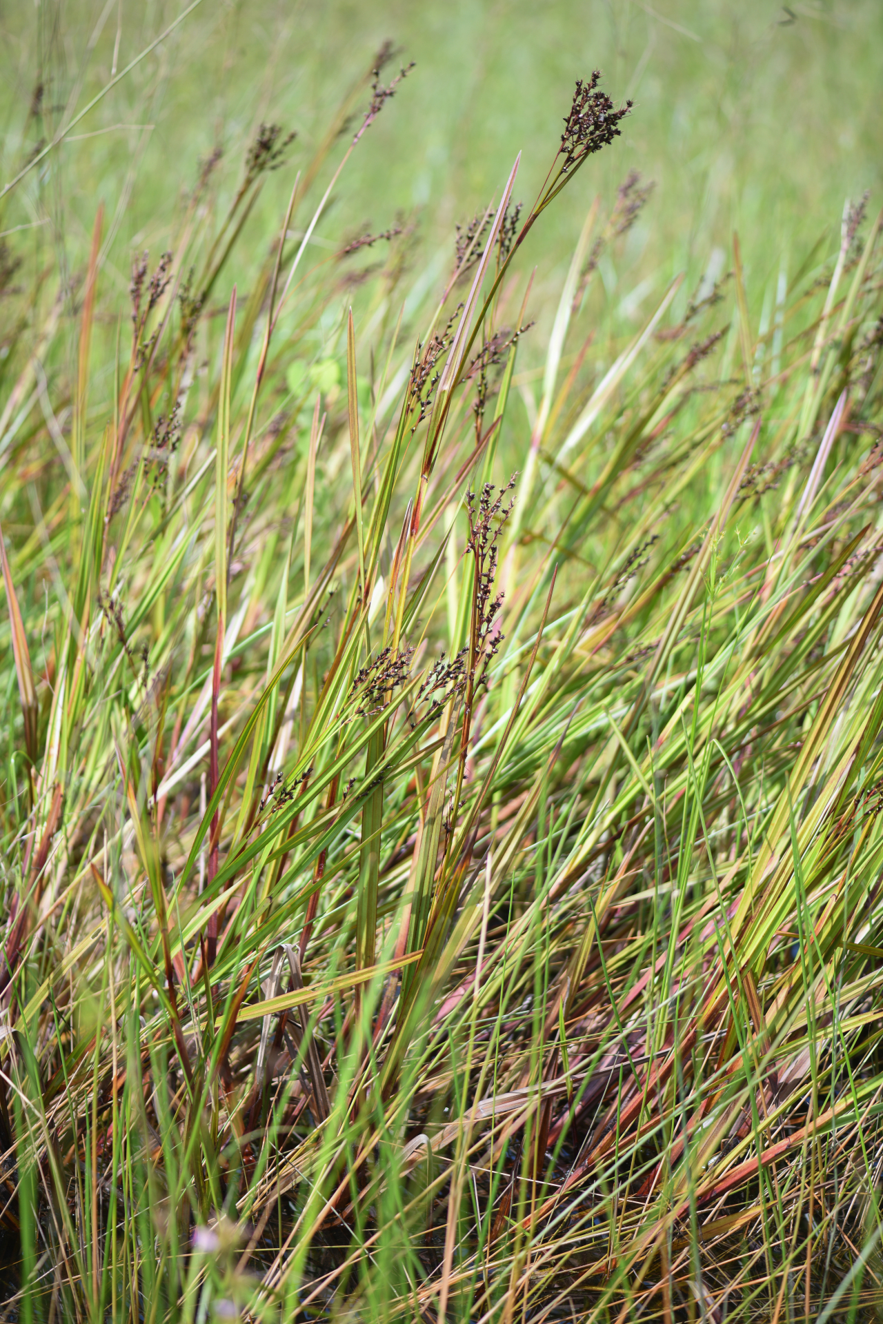 Scleria lacustris C.Wright - Photo Bivouac Naturaliste