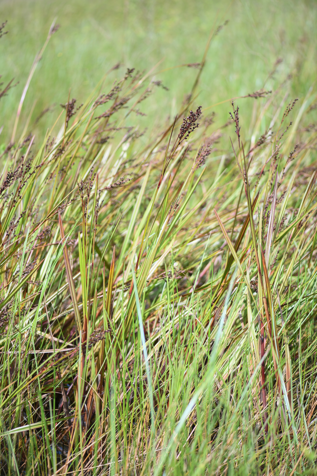 Scleria lacustris C.Wright - Photo Bivouac Naturaliste