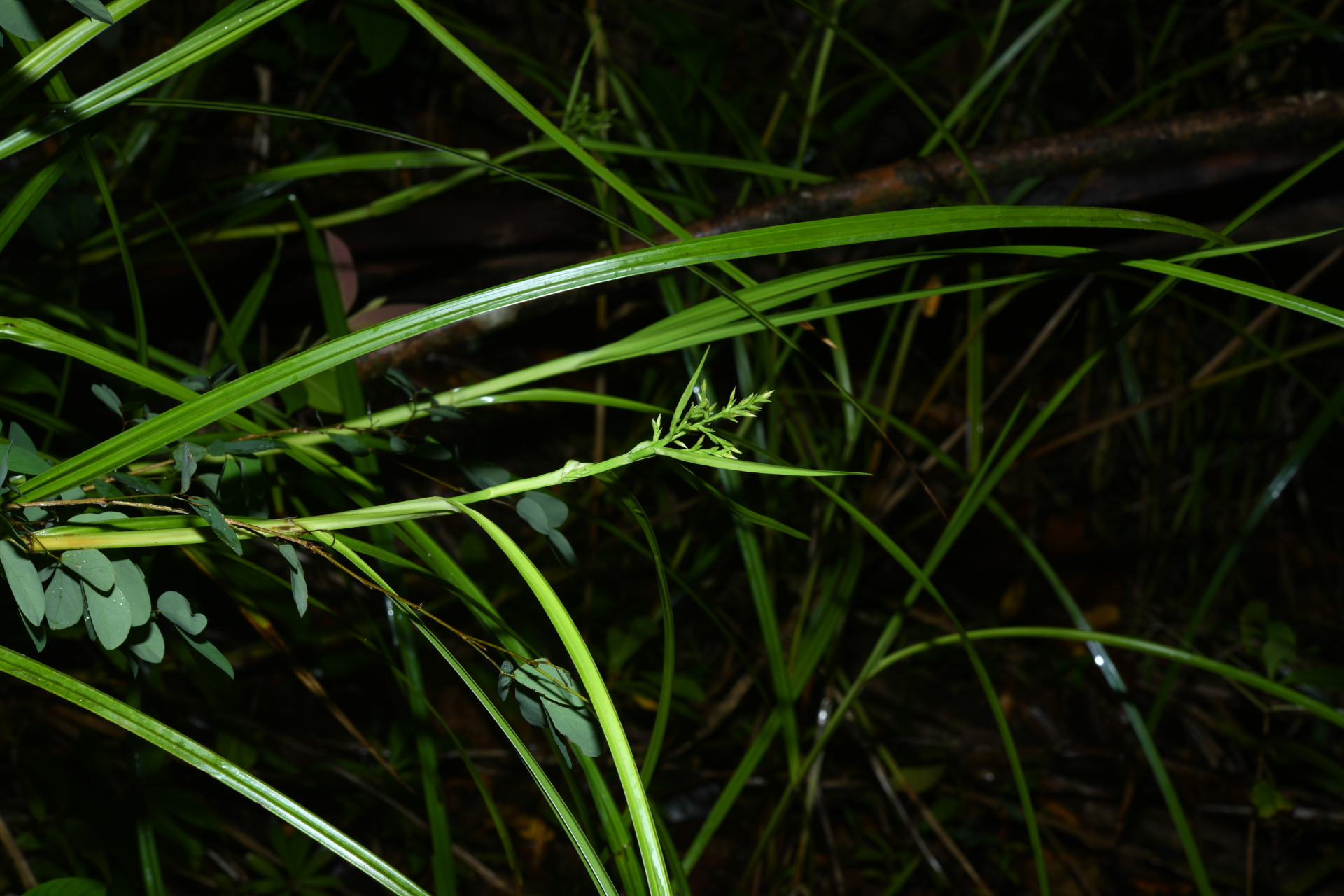 Scleria secans (L.) Urb. - Photo Bivouac Naturaliste