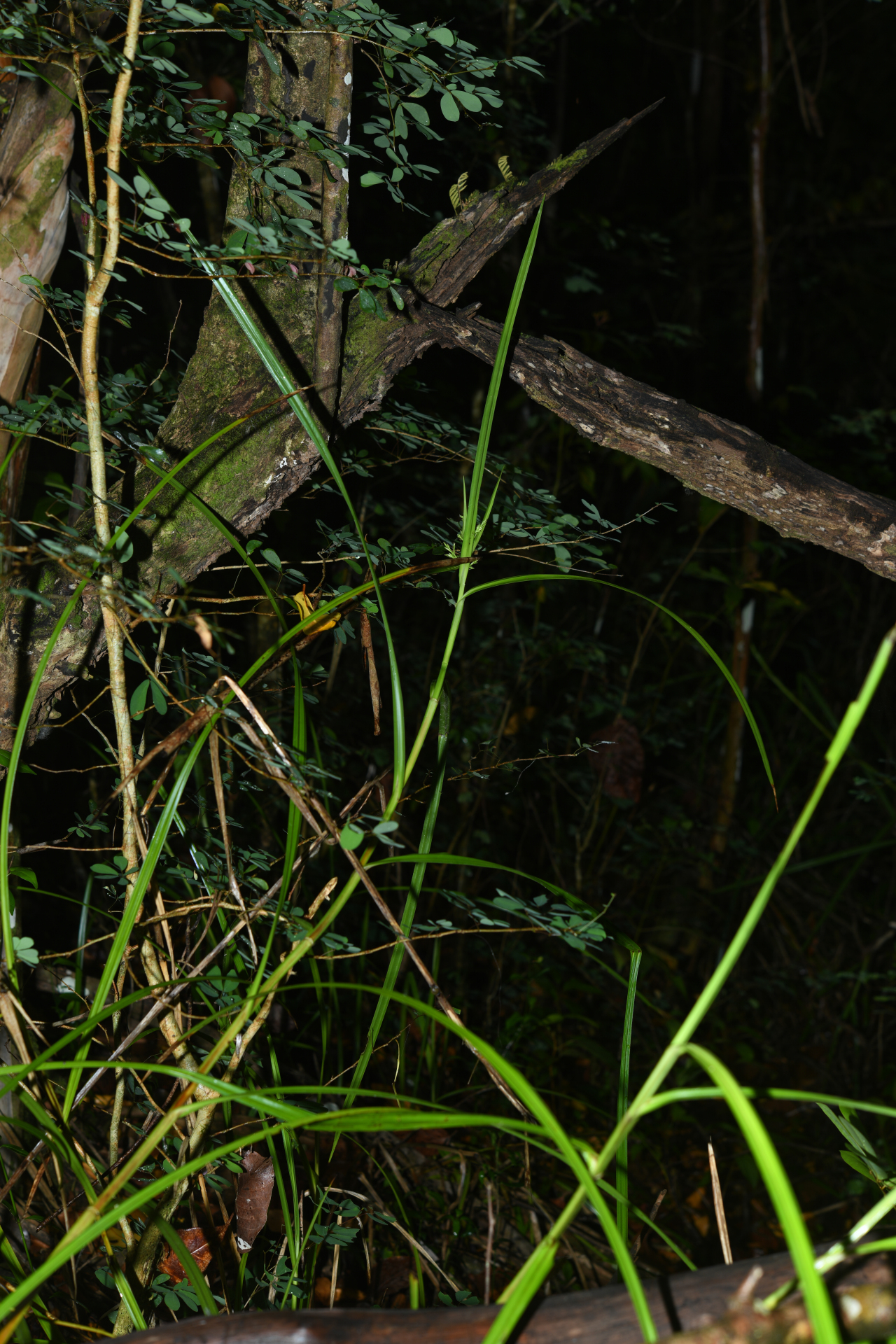 Scleria secans (L.) Urb. - Photo Bivouac Naturaliste