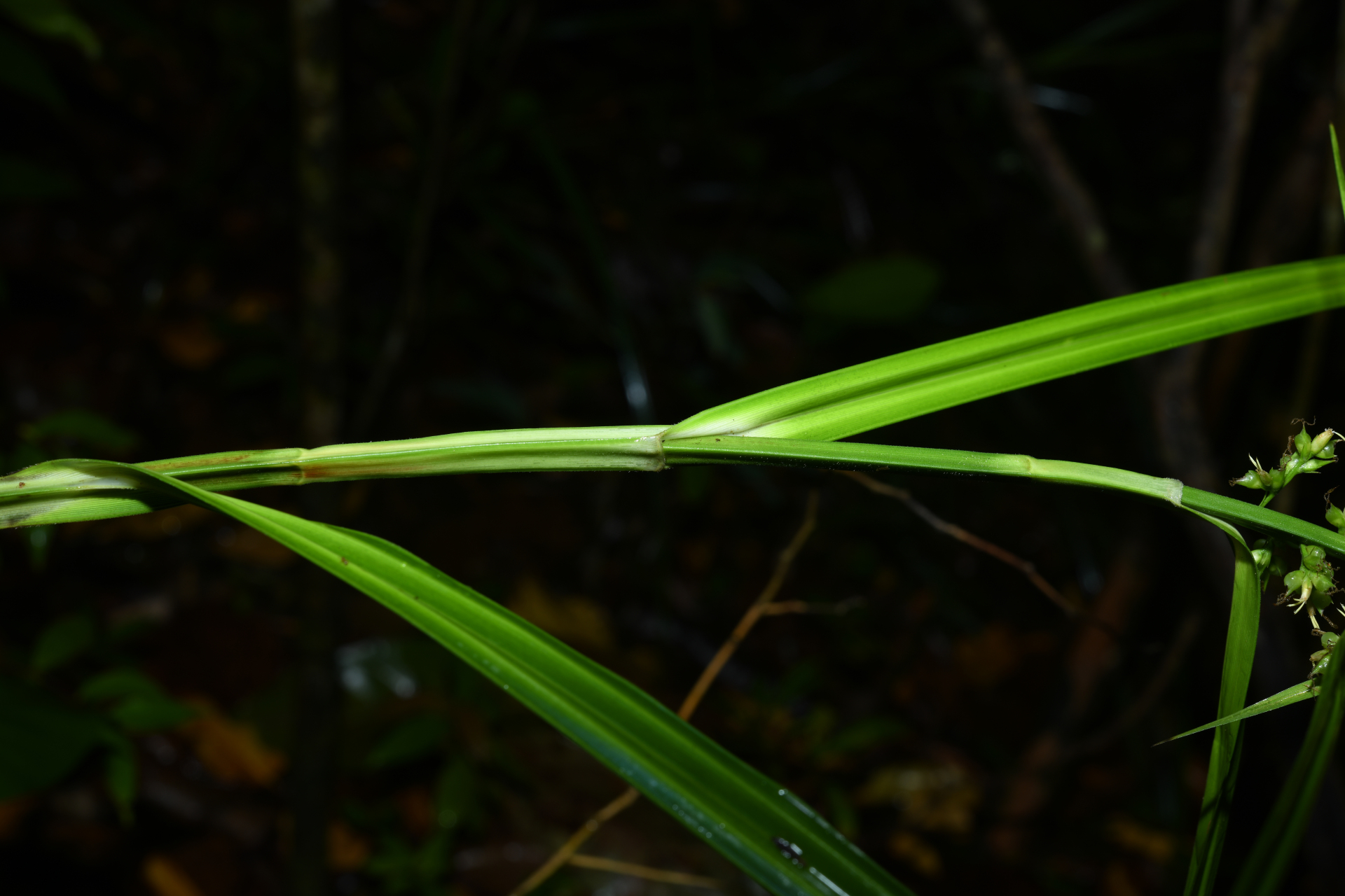 Scleria secans (L.) Urb. - Photo Bivouac Naturaliste