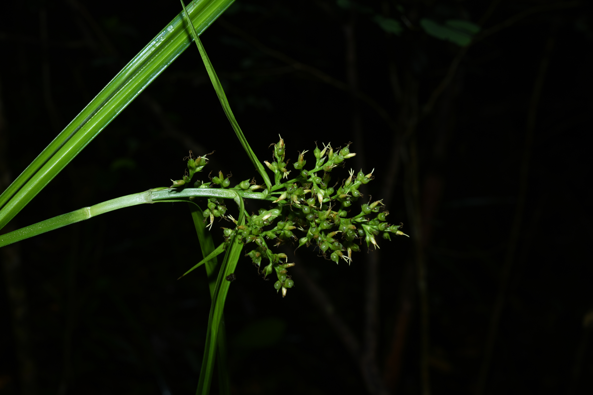 Scleria secans (L.) Urb. - Photo Bivouac Naturaliste