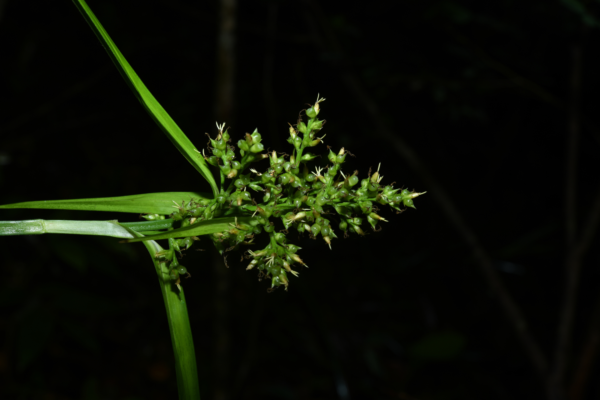 Scleria secans (L.) Urb. - Photo Bivouac Naturaliste