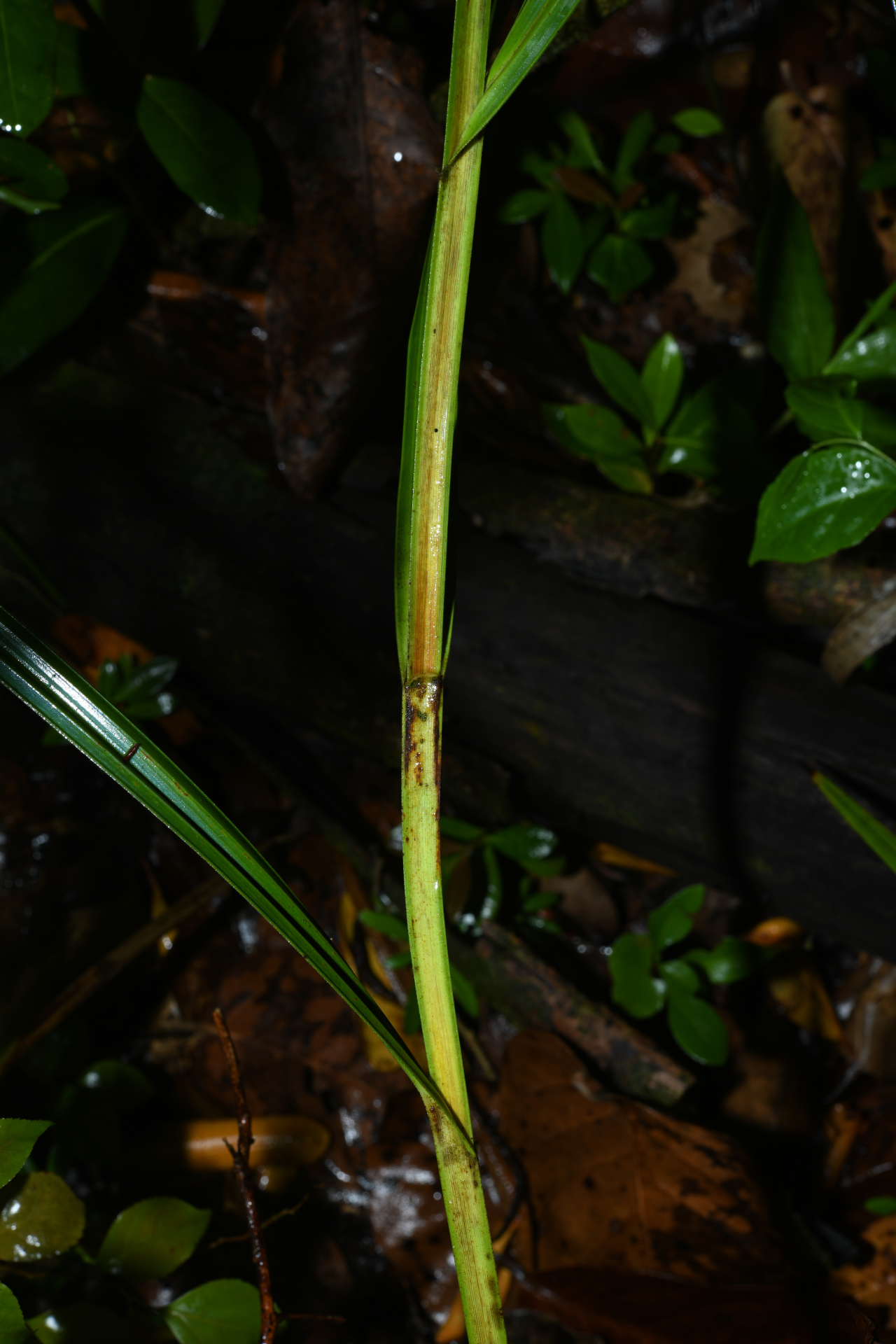 Scleria secans (L.) Urb. - Photo Bivouac Naturaliste