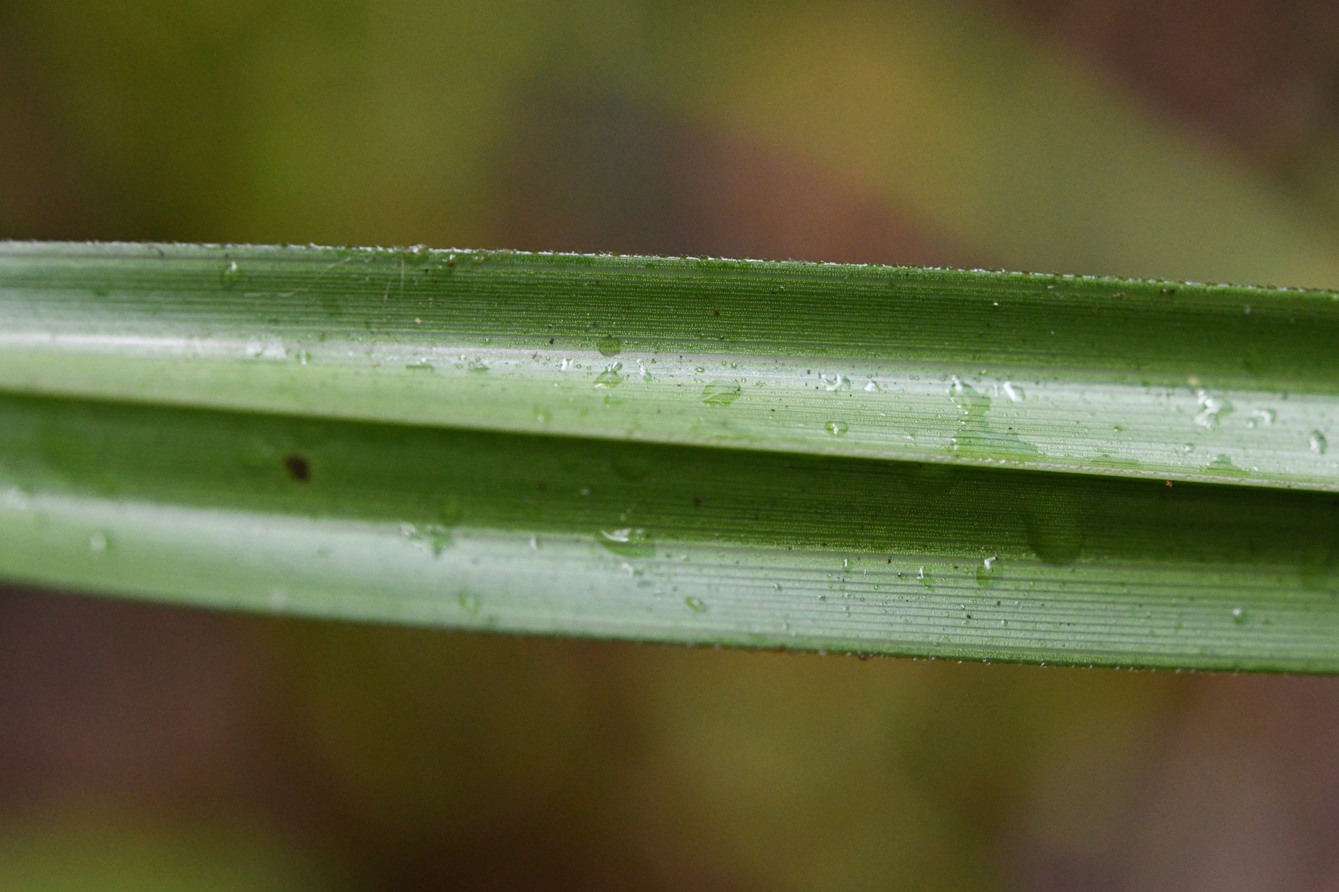 Scleria secans (L.) Urb. - Photo Bivouac Naturaliste