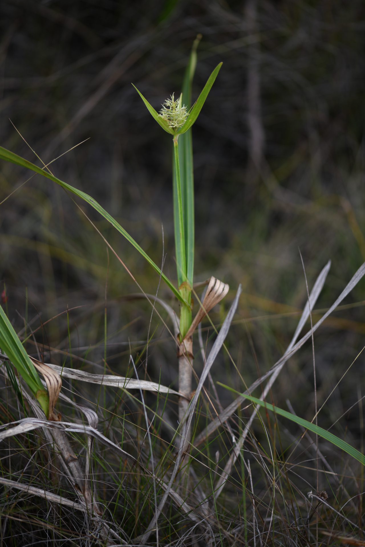 Scleria cyperina Kunth - Photo Bivouac Naturaliste
