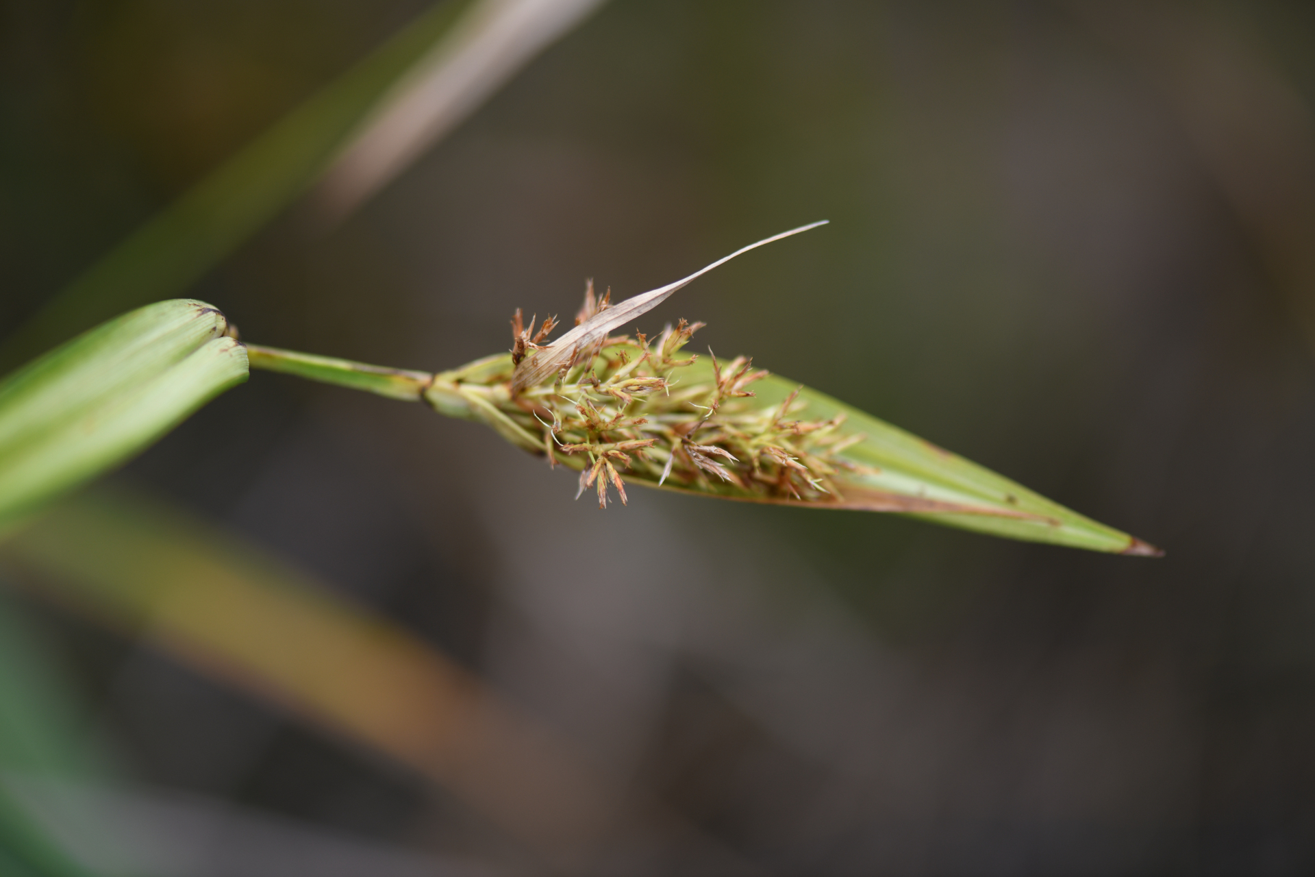 Scleria cyperina Kunth - Photo Bivouac Naturaliste