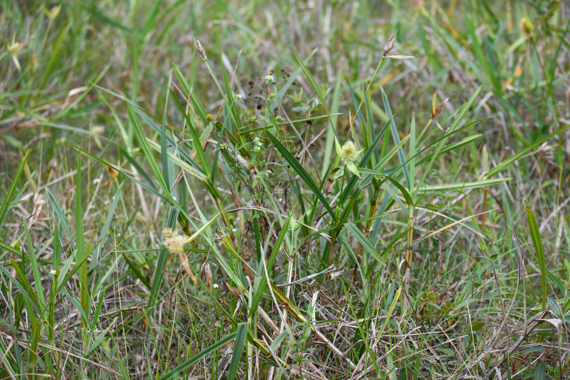 Scleria cyperina Kunth - Photo Bivouac Naturaliste