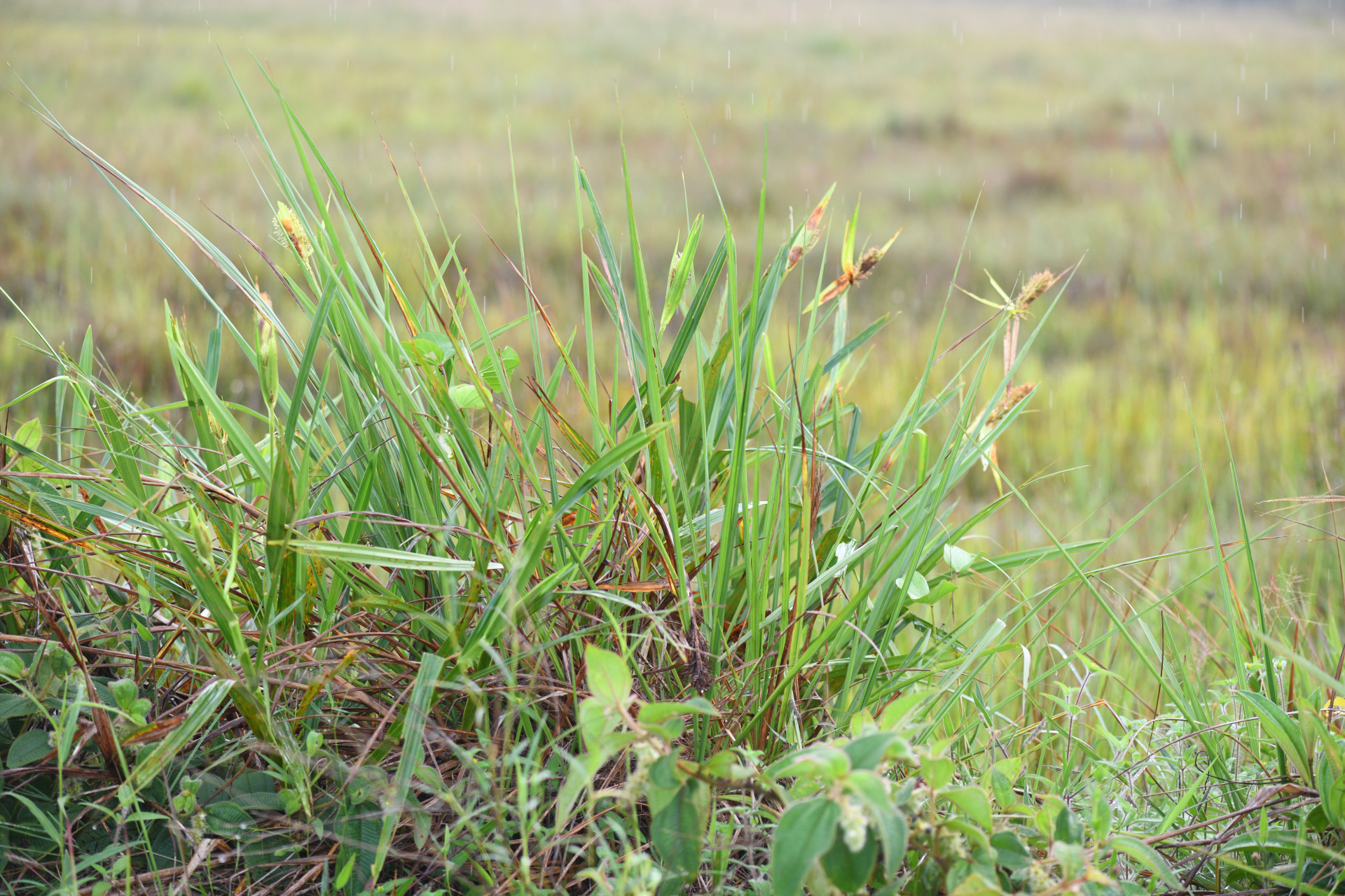 Scleria cyperina Kunth - Photo Bivouac Naturaliste