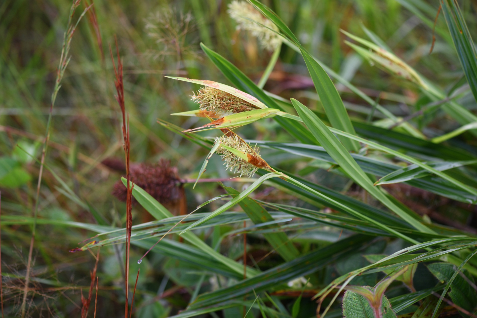 Scleria cyperina Kunth - Photo Bivouac Naturaliste