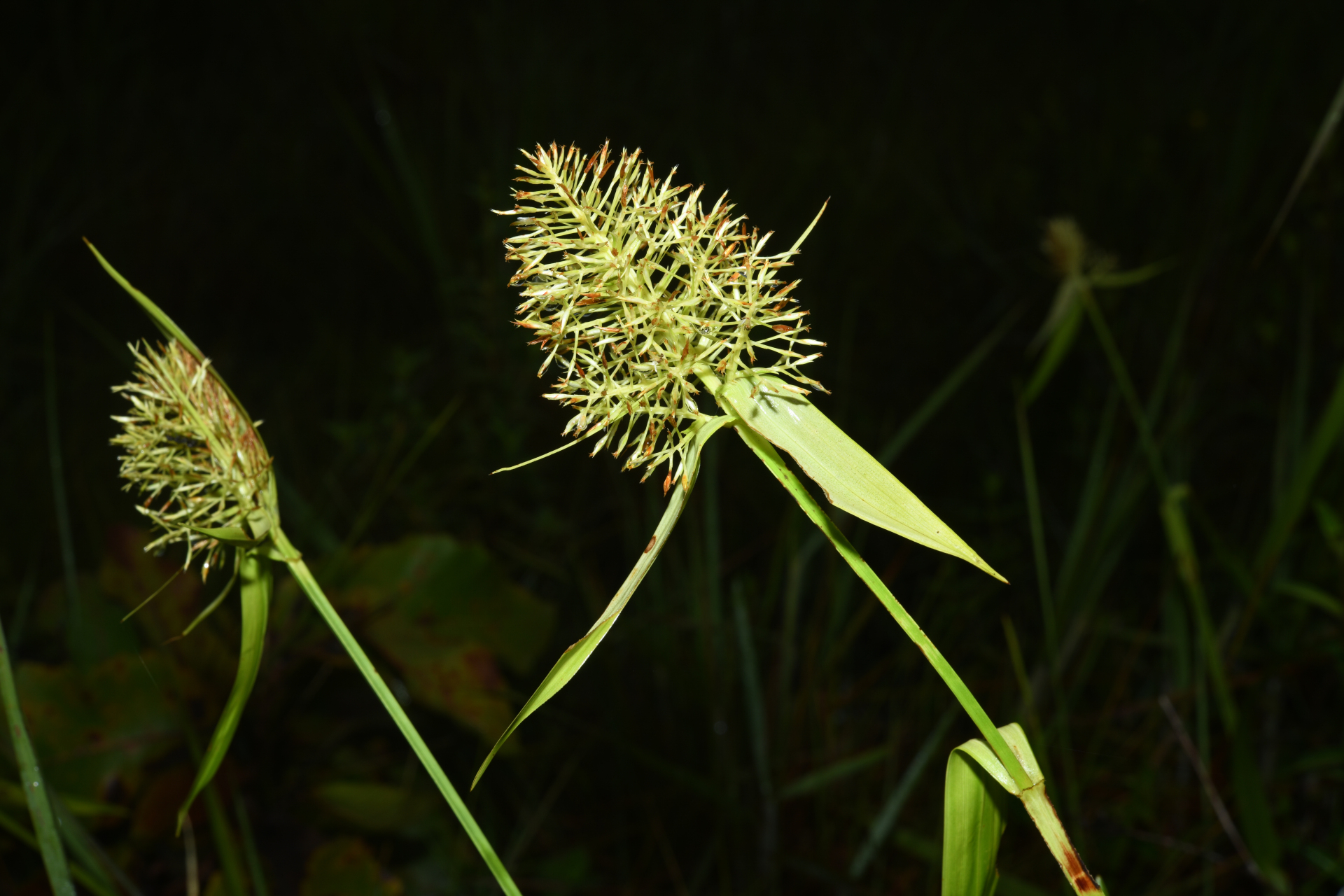 Scleria cyperina Kunth - Photo Bivouac Naturaliste