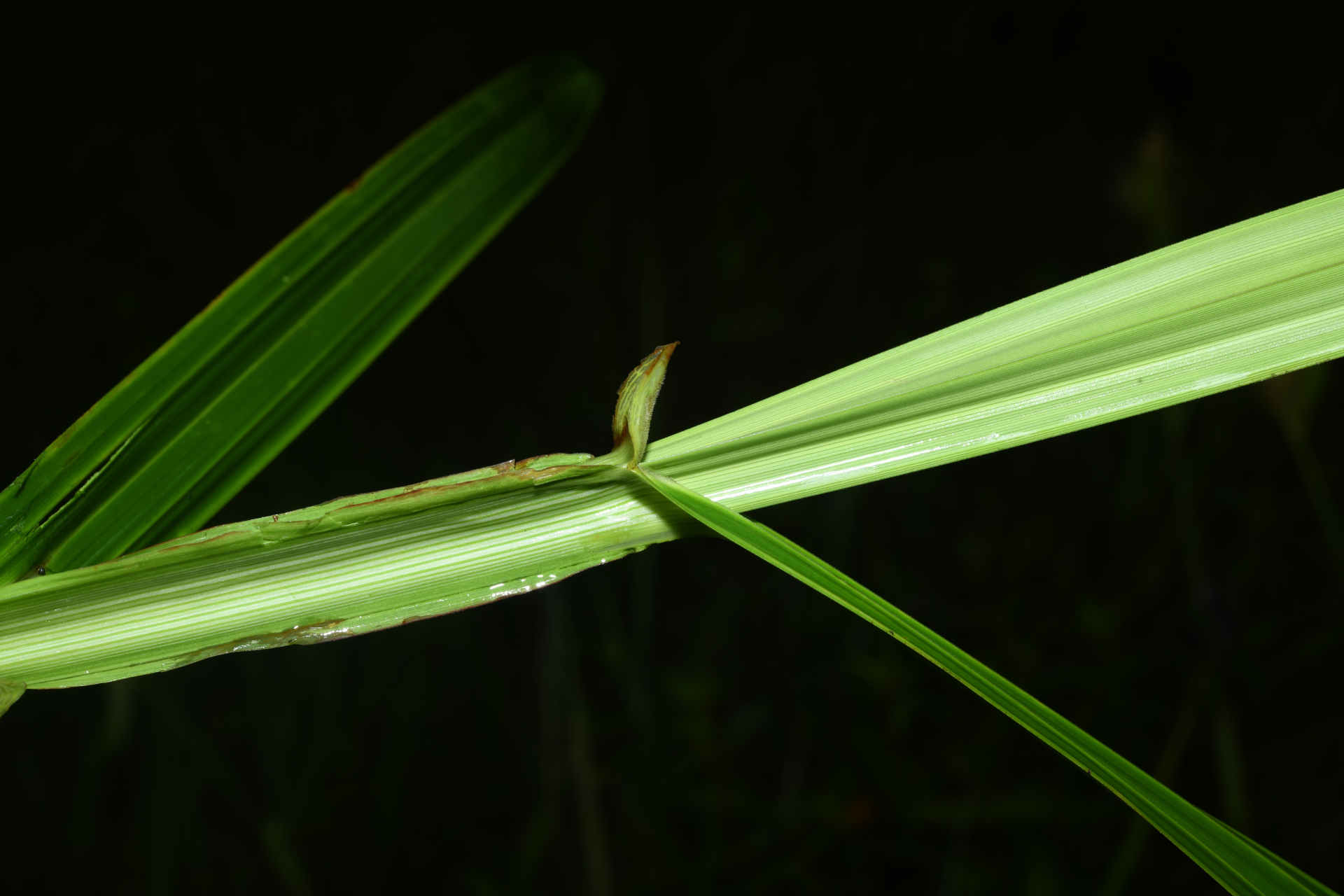 Scleria cyperina Kunth - Photo Bivouac Naturaliste