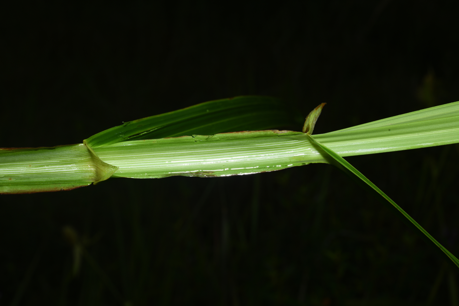 Scleria cyperina Kunth - Photo Bivouac Naturaliste