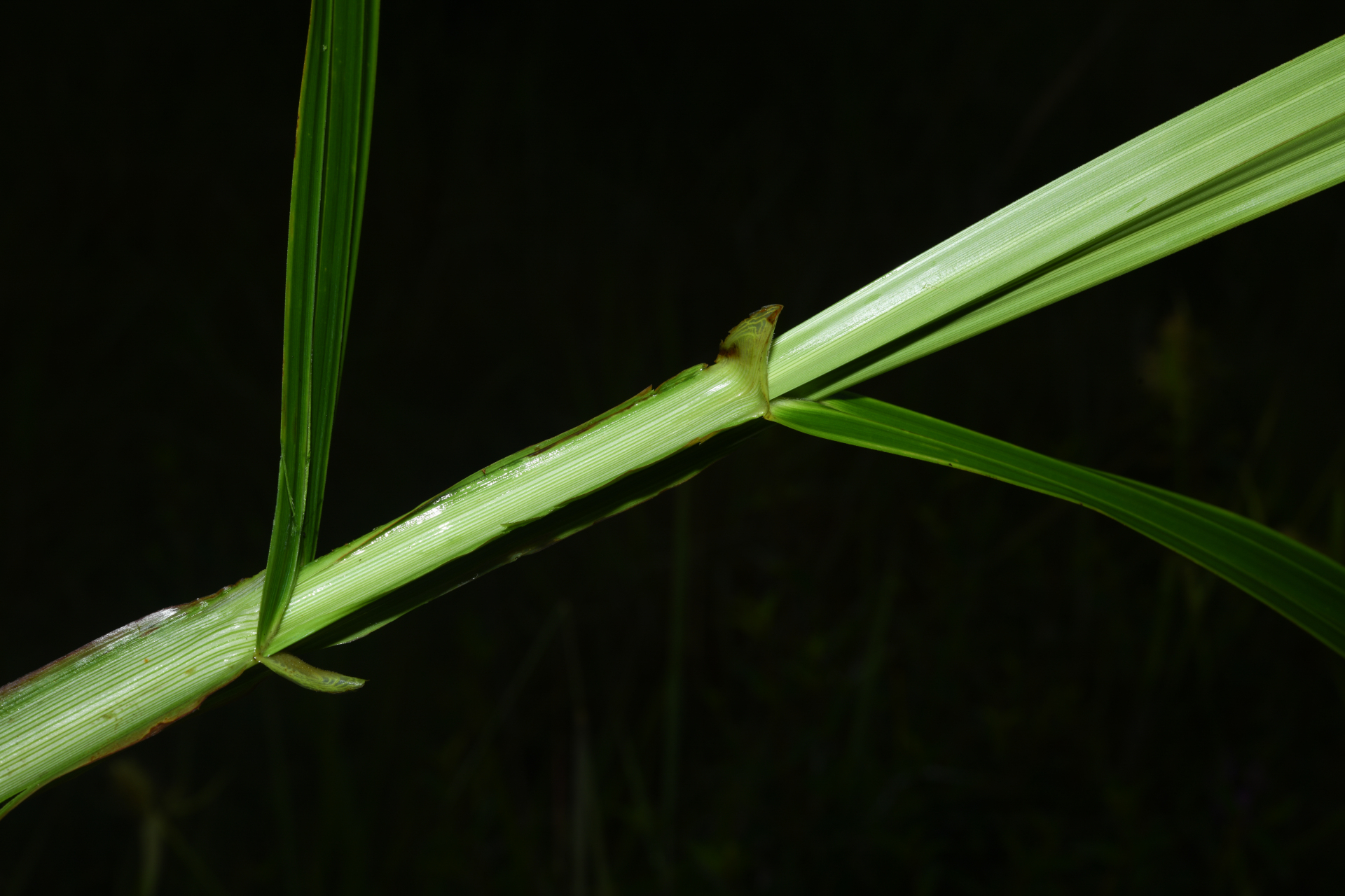 Scleria cyperina Kunth - Photo Bivouac Naturaliste