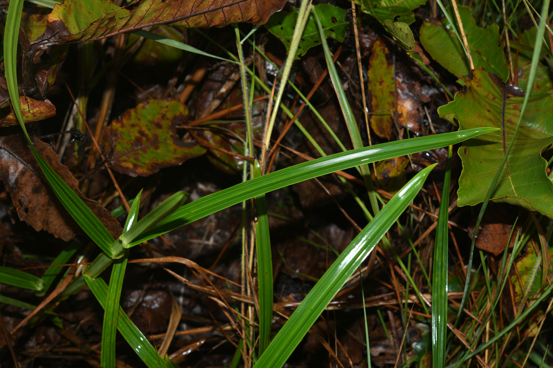 Scleria cyperina Kunth - Photo Bivouac Naturaliste