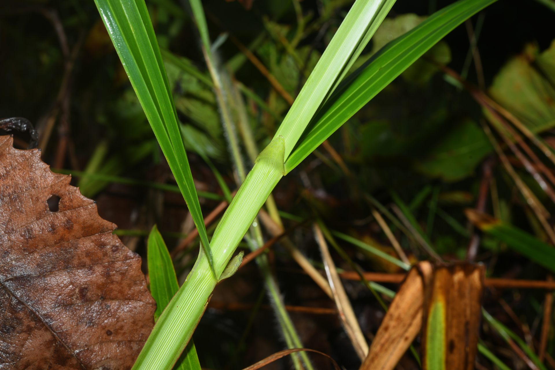 Scleria cyperina Kunth - Photo Bivouac Naturaliste
