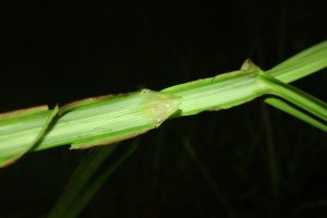 Scleria cyperina Kunth