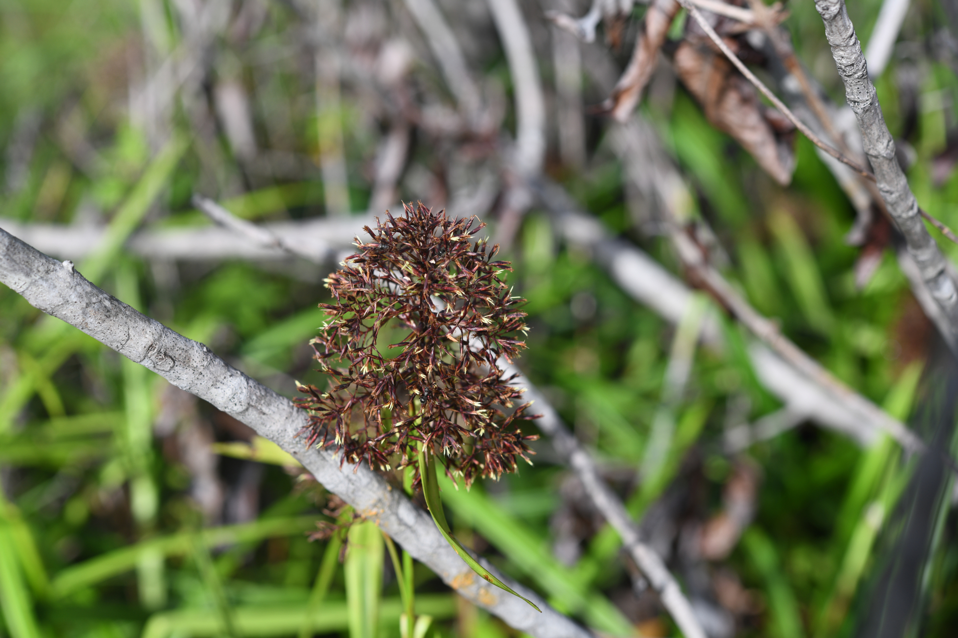 Scleria martii (Nees) Steud. - Photo Bivouac Naturaliste