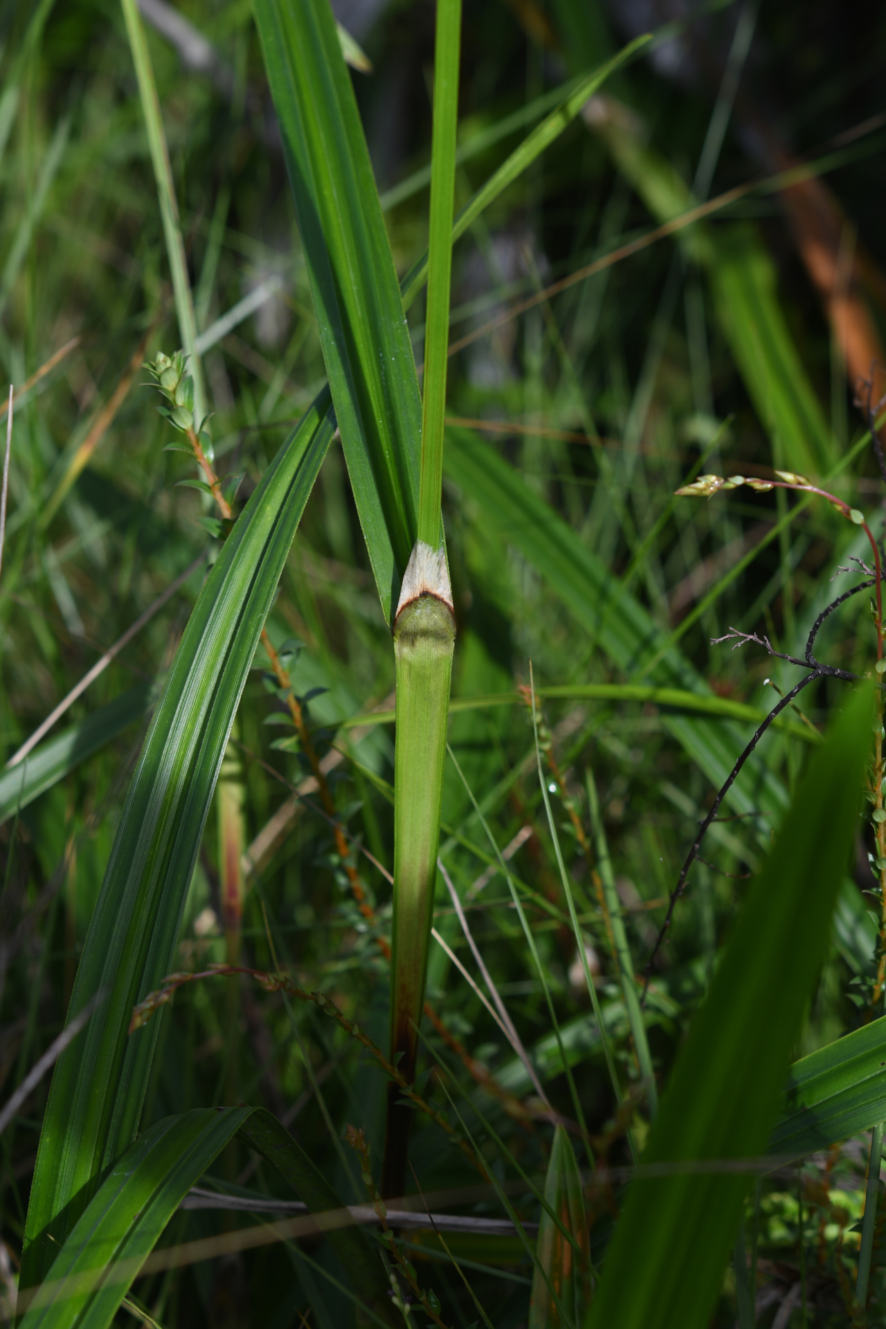 Scleria martii (Nees) Steud. - Photo Bivouac Naturaliste