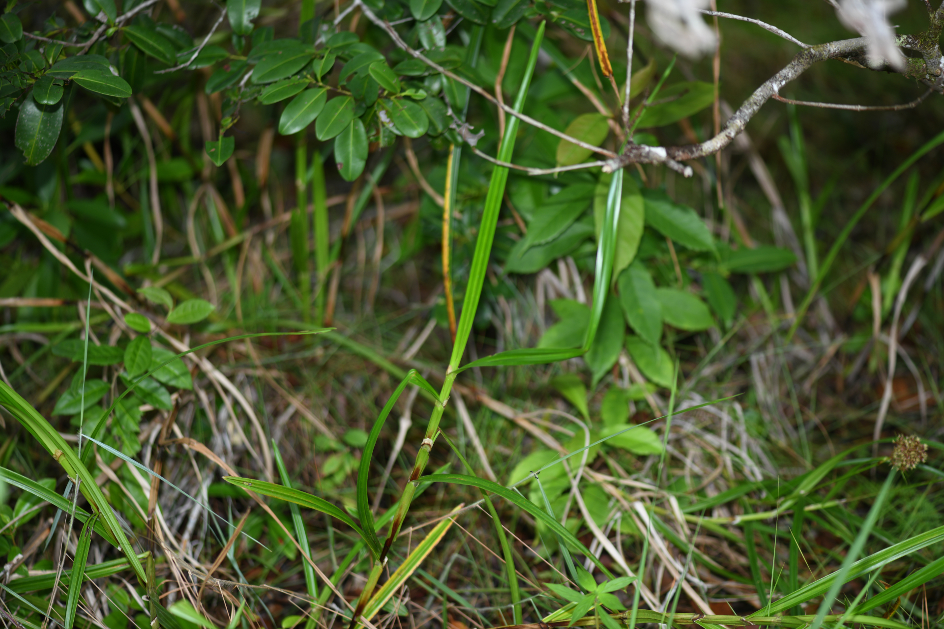 Scleria martii (Nees) Steud. - Photo Bivouac Naturaliste