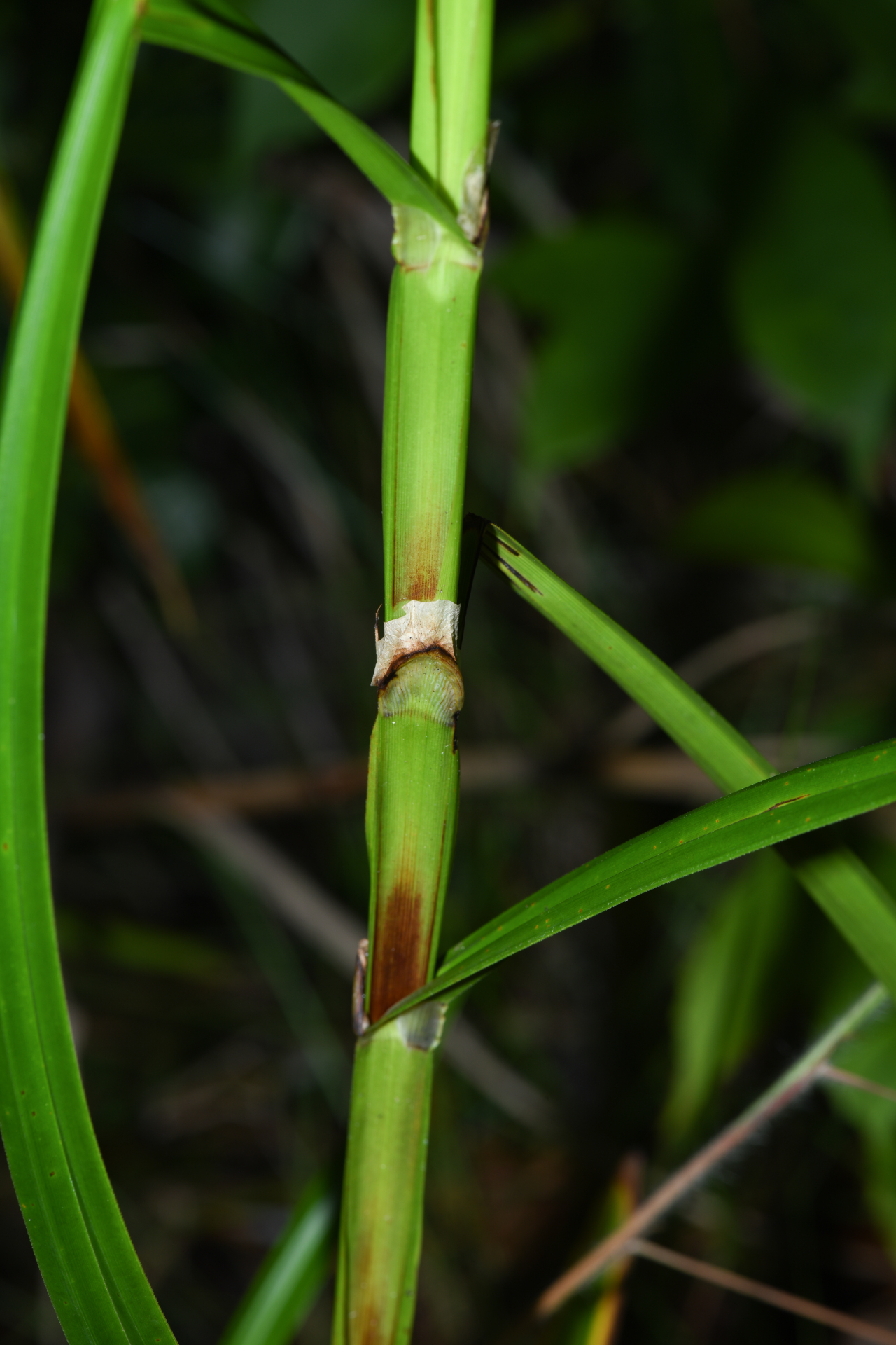 Scleria martii (Nees) Steud. - Photo Bivouac Naturaliste